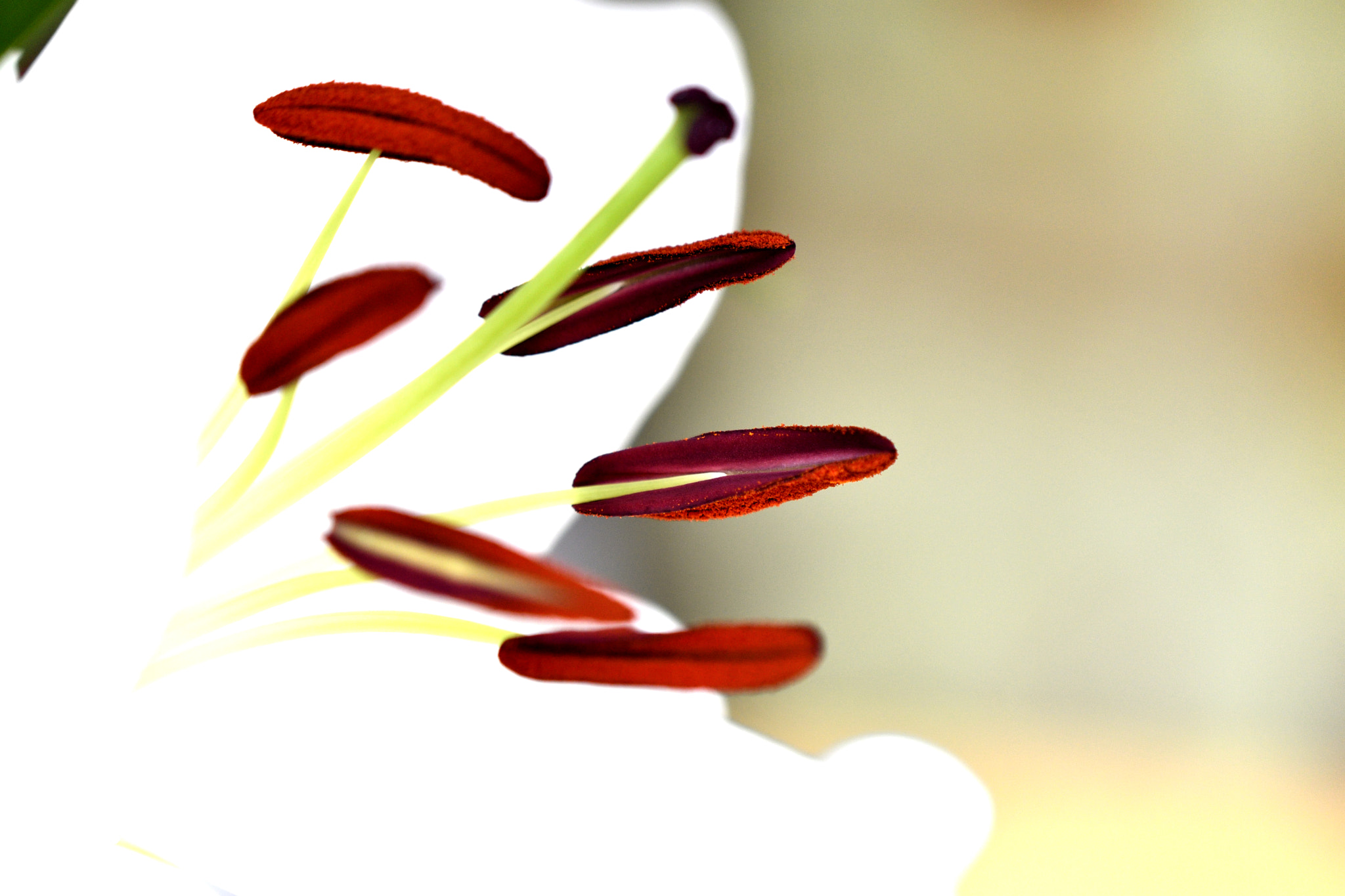 Nikon AF-S DX Micro-Nikkor 85mm F3.5G ED VR sample photo. Lis photography