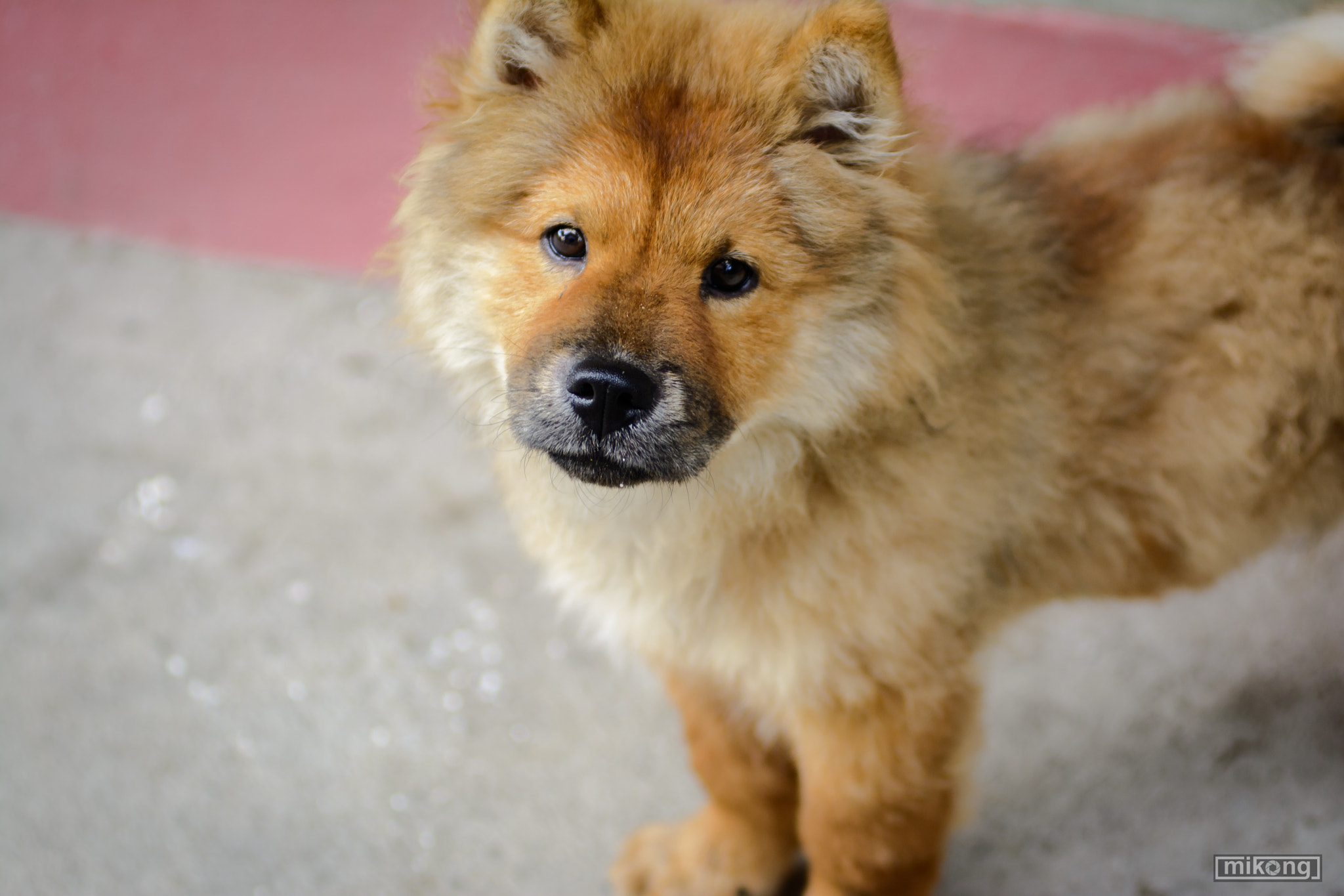 AF Zoom-Nikkor 80-200mm f/2.8 ED sample photo. Animals photography