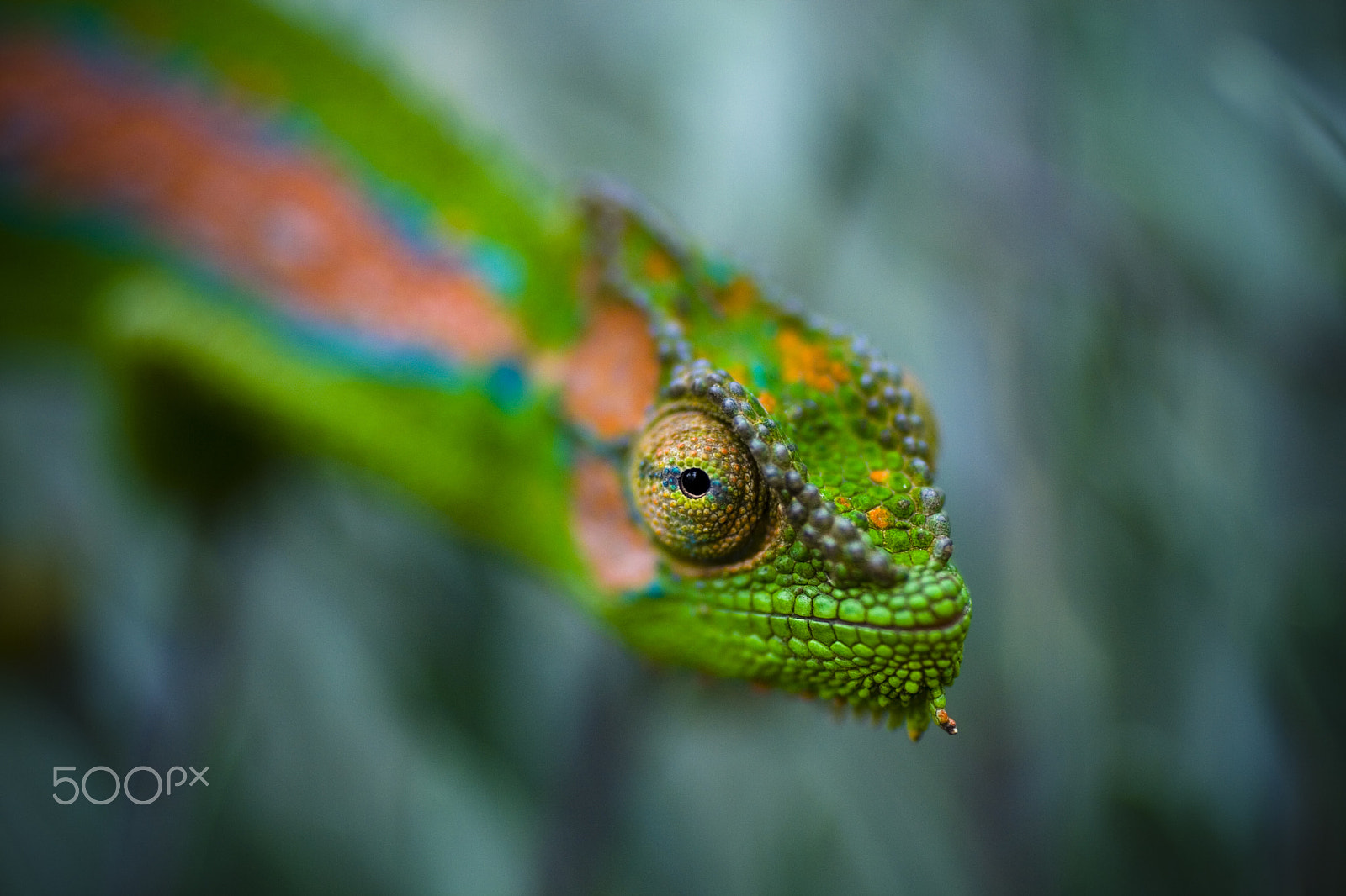 Canon EF 50mm F2.5 Macro sample photo. Mr chameleon photography