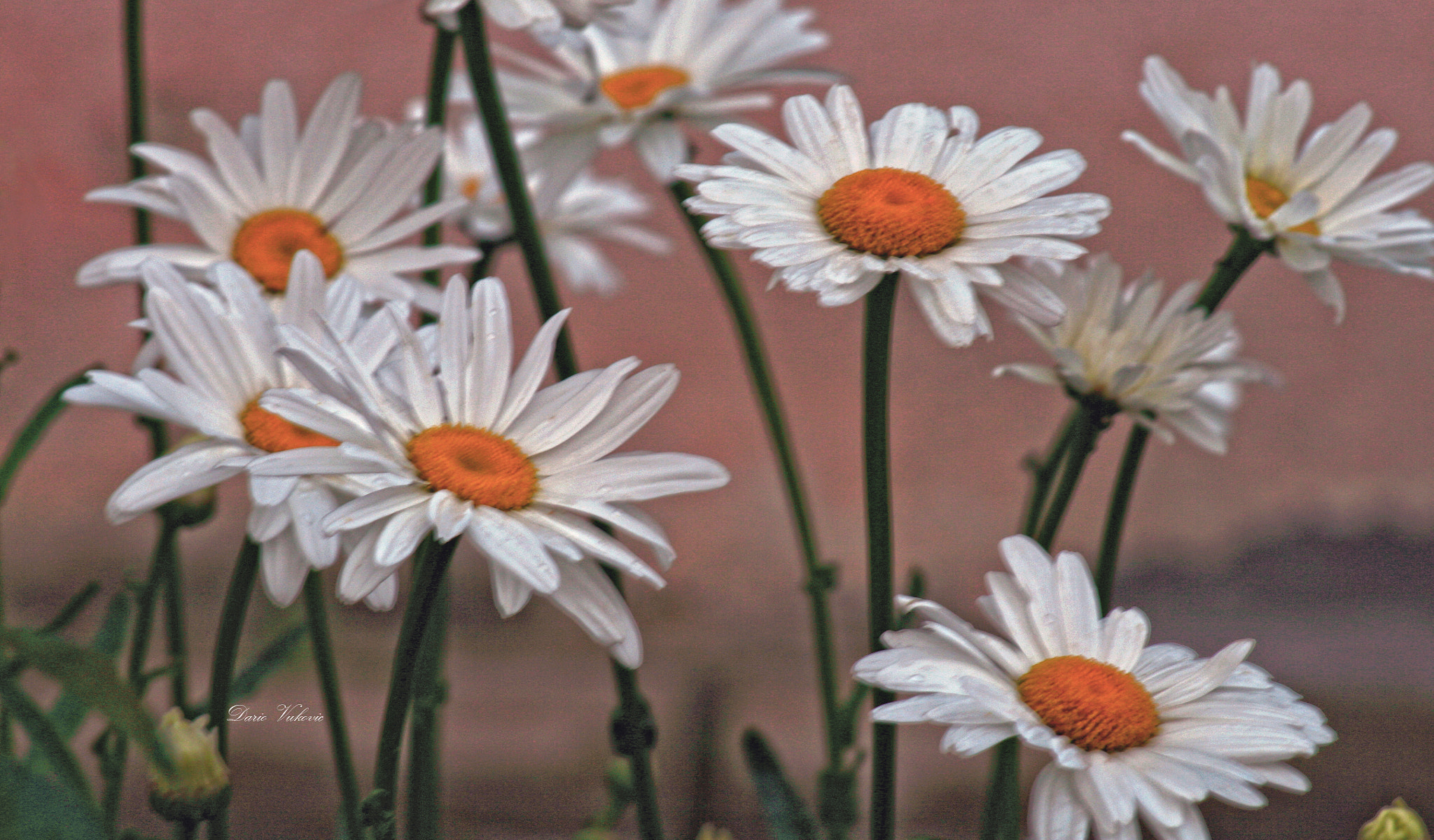 Canon EF 75-300mm f/4-5.6 USM sample photo. Leucanthemum maximum photography