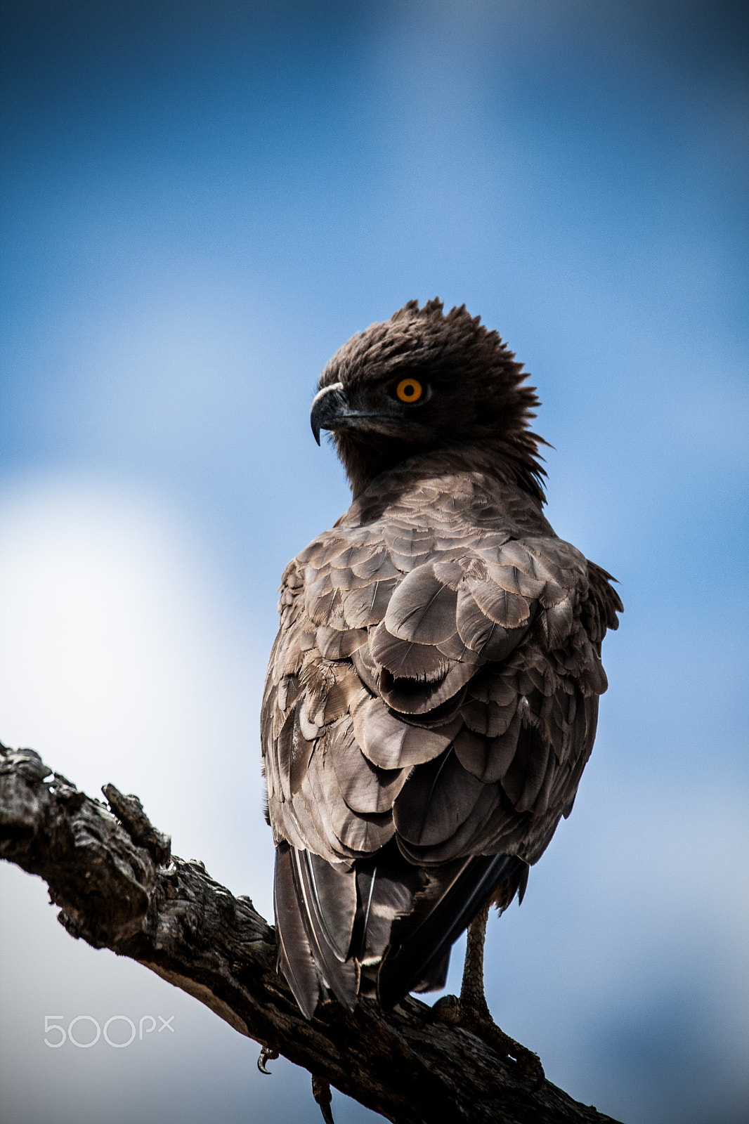 Tamron SP 150-600mm F5-6.3 Di VC USD sample photo. Brown snake eagle photography