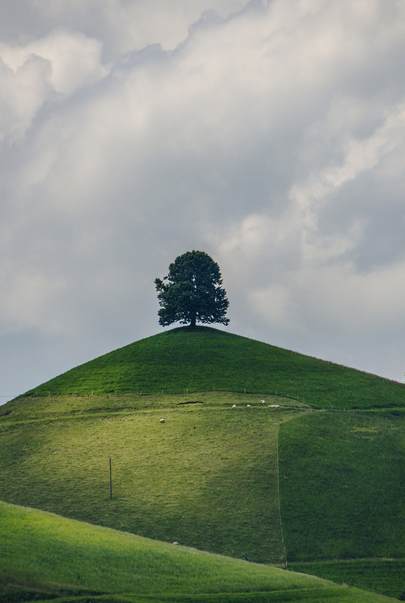 Nikon D800 + Sigma 50-500mm F4.5-6.3 DG OS HSM sample photo. Lonely tree photography