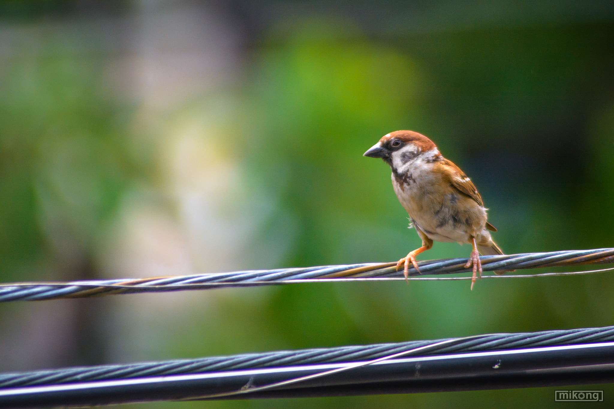 AF Zoom-Nikkor 80-200mm f/2.8 ED sample photo. Animals photography
