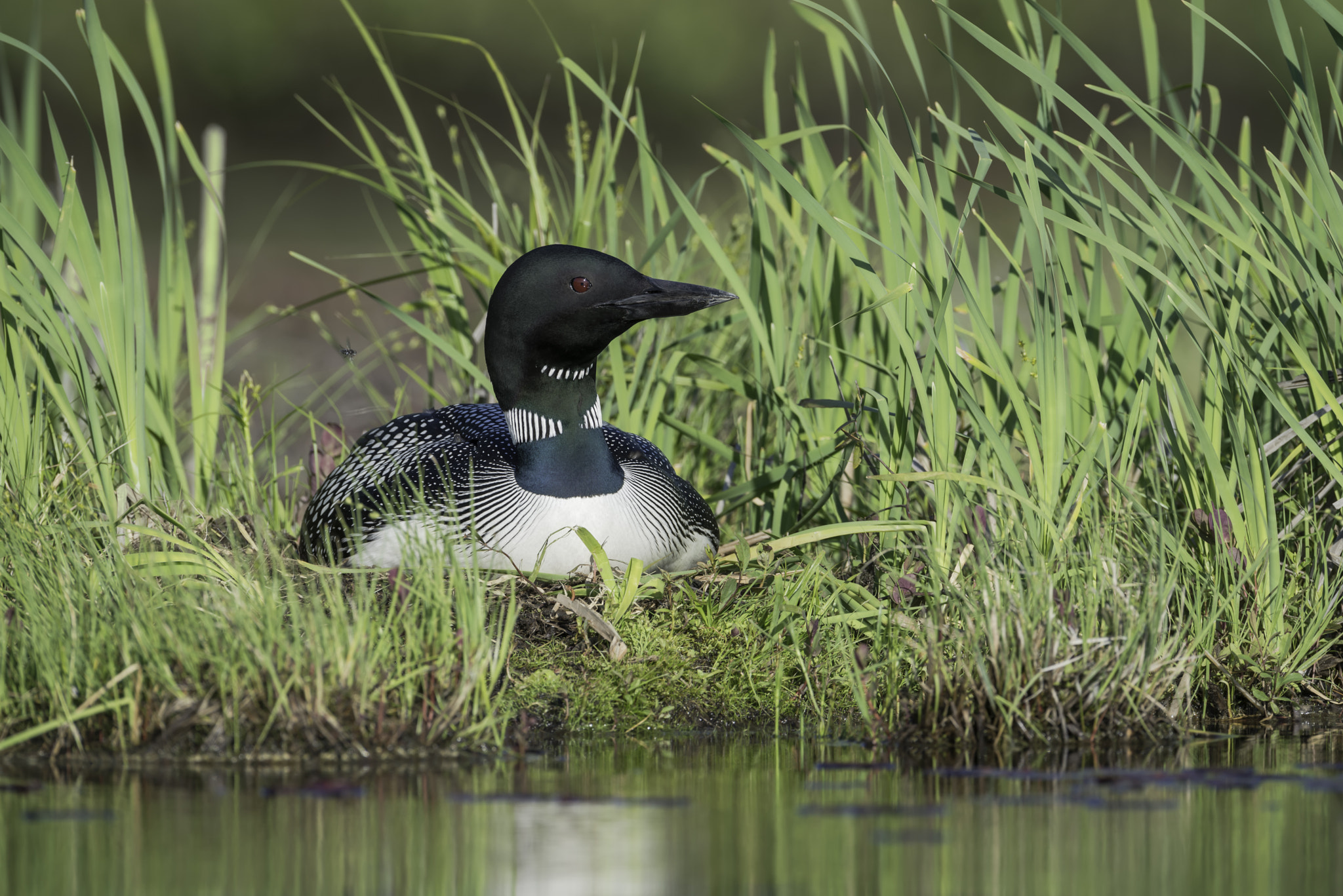 Nikon D800 + Nikon AF-S Nikkor 600mm F4G ED VR sample photo. Loon on her nest... photography