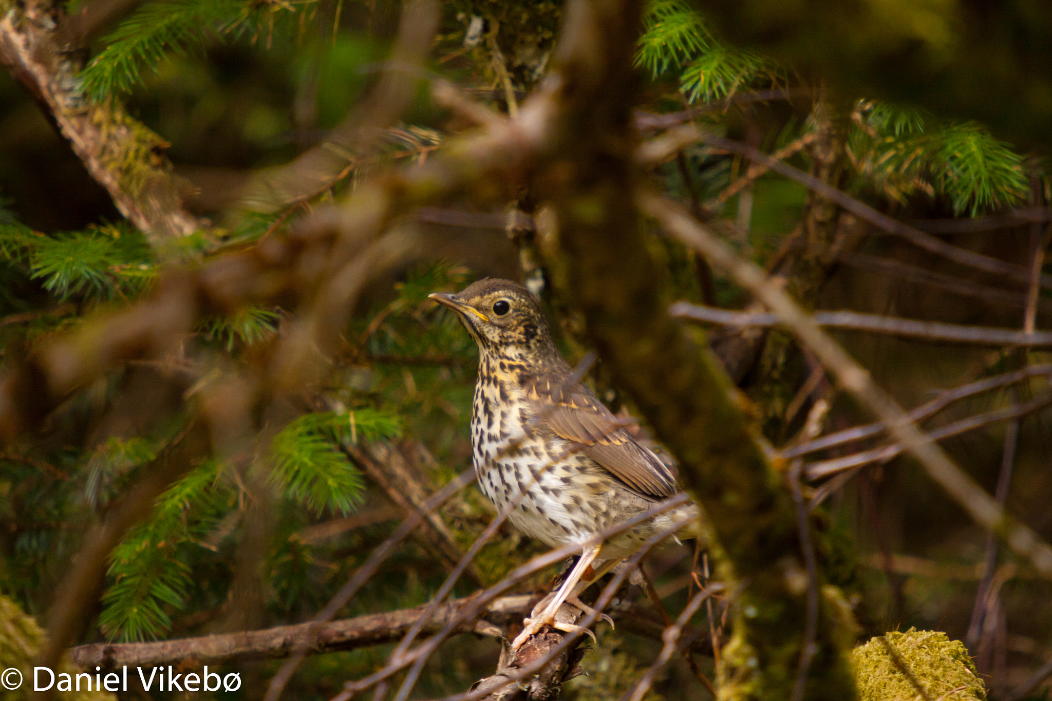 Canon EOS 50D + Sigma 50-500mm f/4-6.3 APO HSM EX sample photo. Little bird hiding in the woods. photography