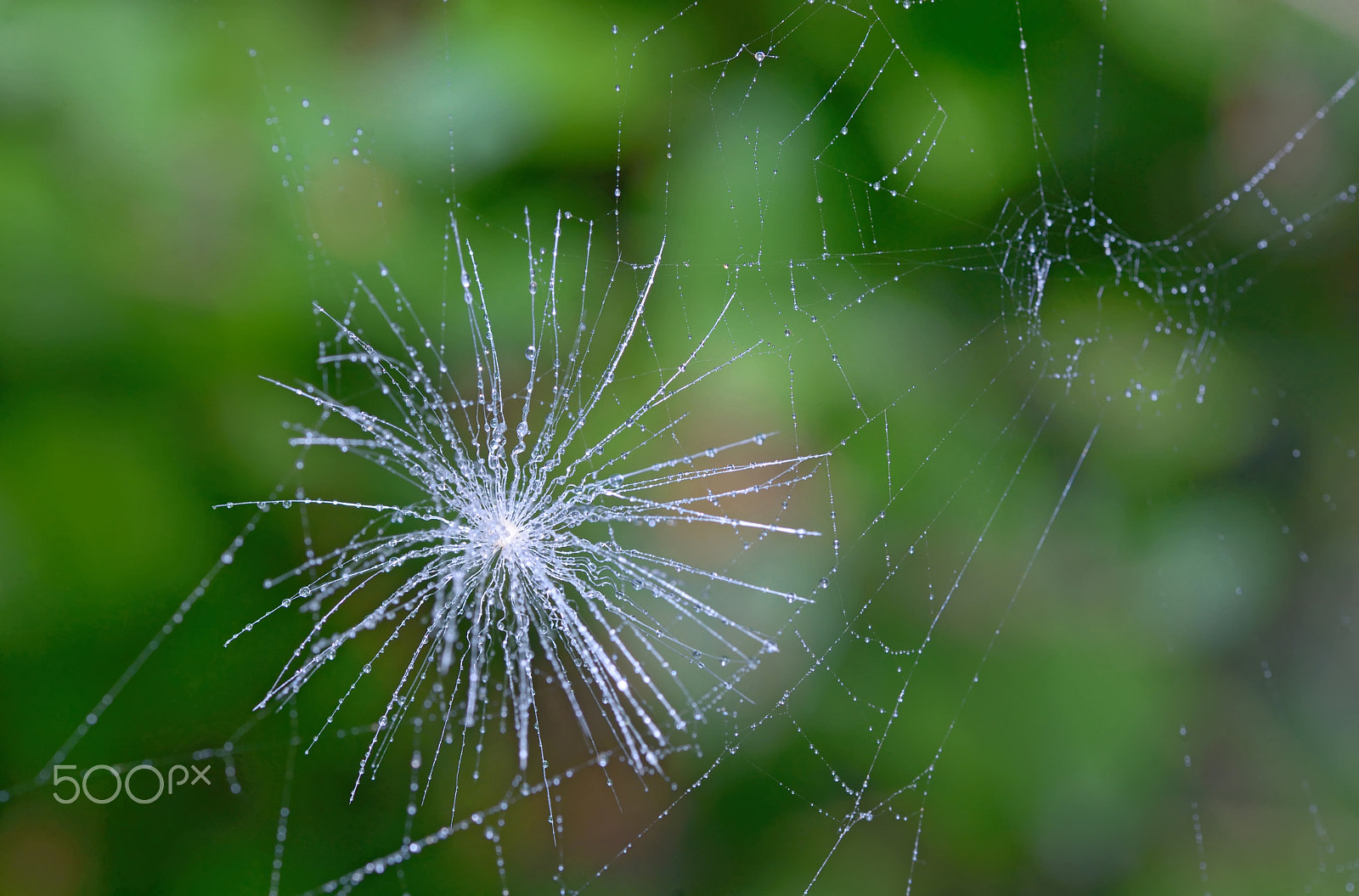 Sigma 17-70mm F2.8-4 DC Macro OS HSM | C sample photo. Shot of a dandelion parachute and spider web photography