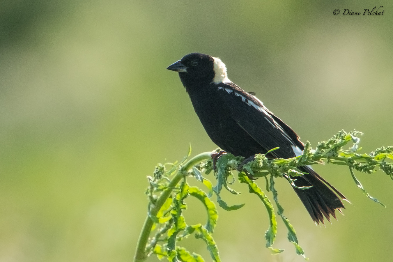 Canon EF 300mm F2.8L IS II USM sample photo. Male-bobolink photography