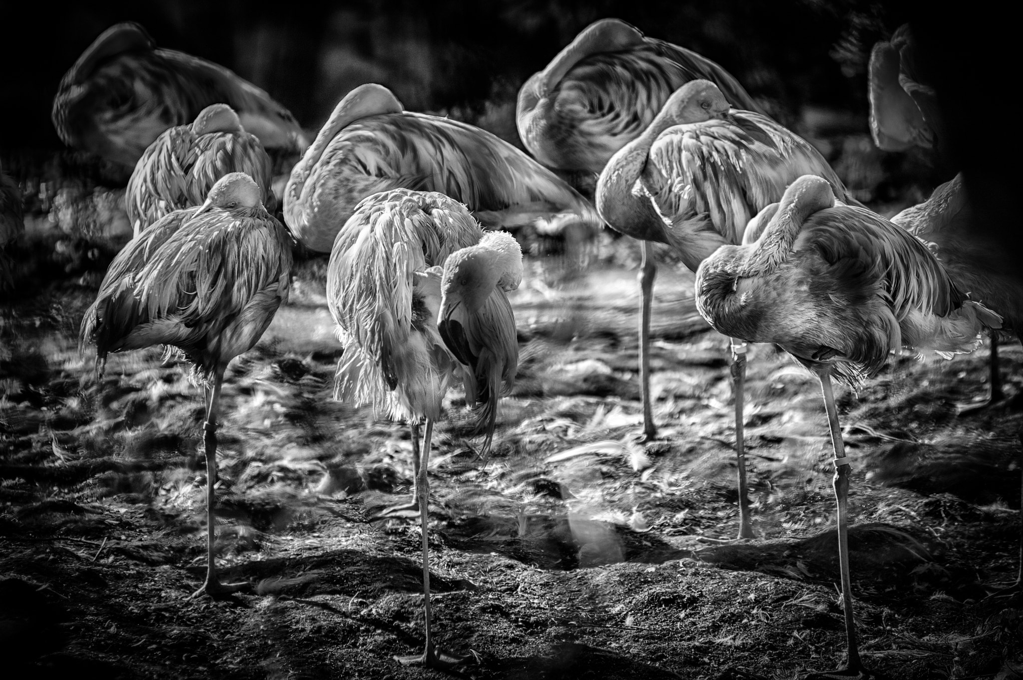 Nikon AF-Nikkor 80-200mm F2.8D ED sample photo. Pelicans photography