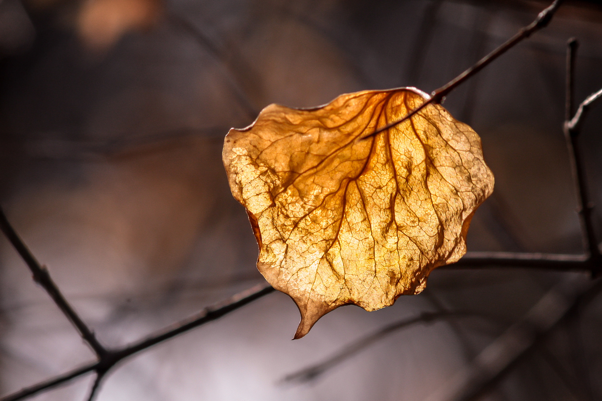 Canon EF 50-200mm f/3.5-4.5 sample photo
