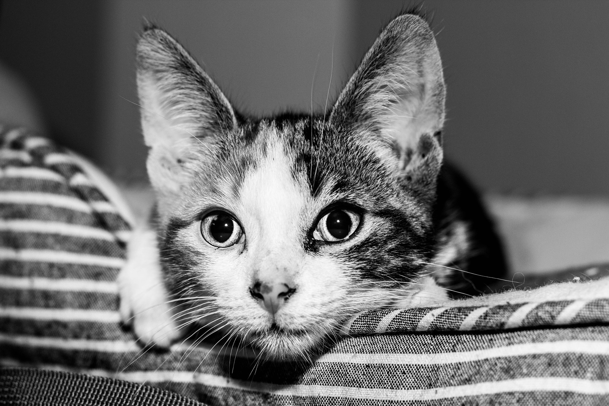 Canon EOS 60D + Canon EF 50mm F1.4 USM sample photo. Cookie the little cat photography