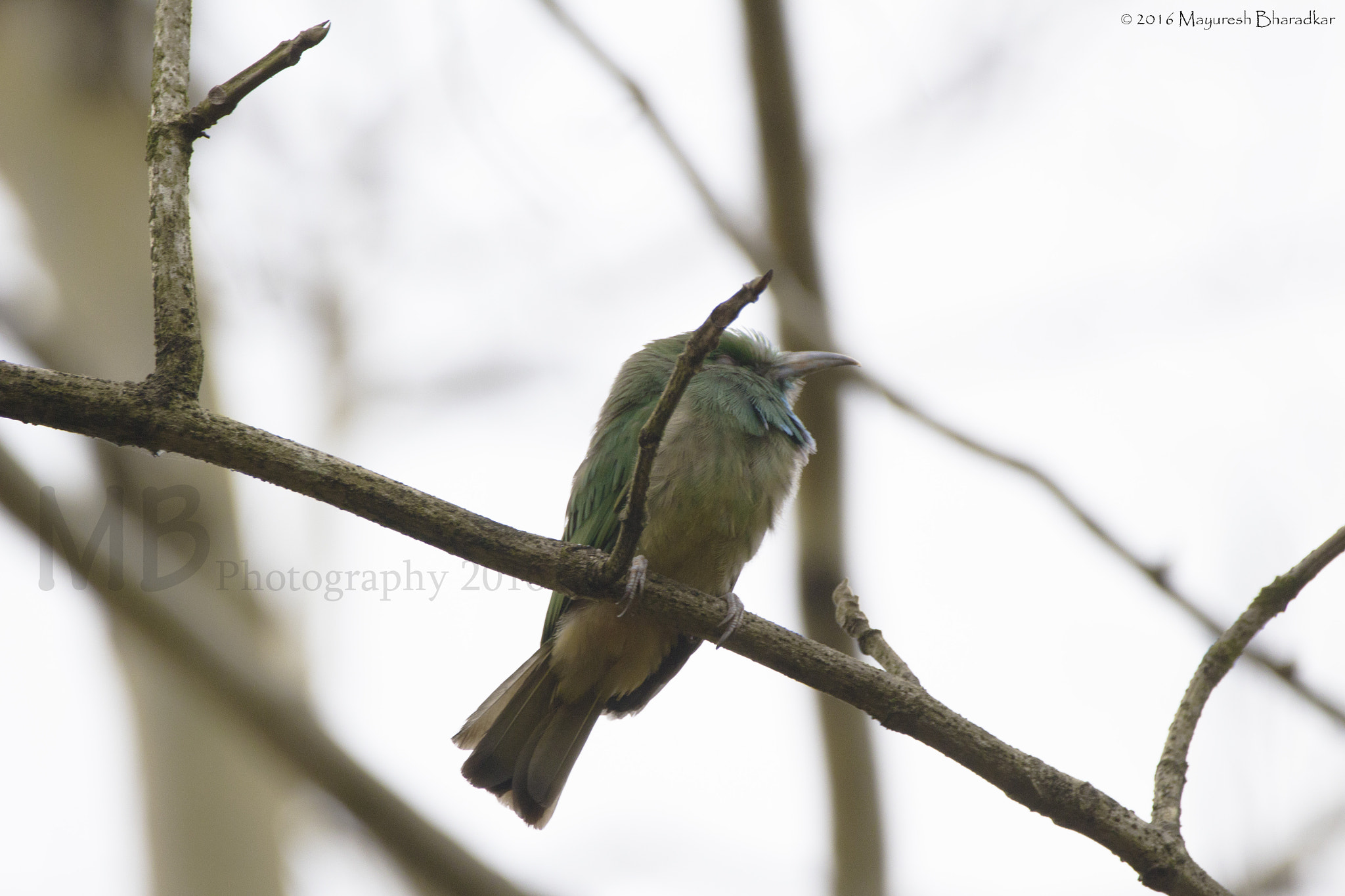 150-600mm F5-6.3 DG OS HSM | Contemporary 015 sample photo. Blue-bearded bee eater photography