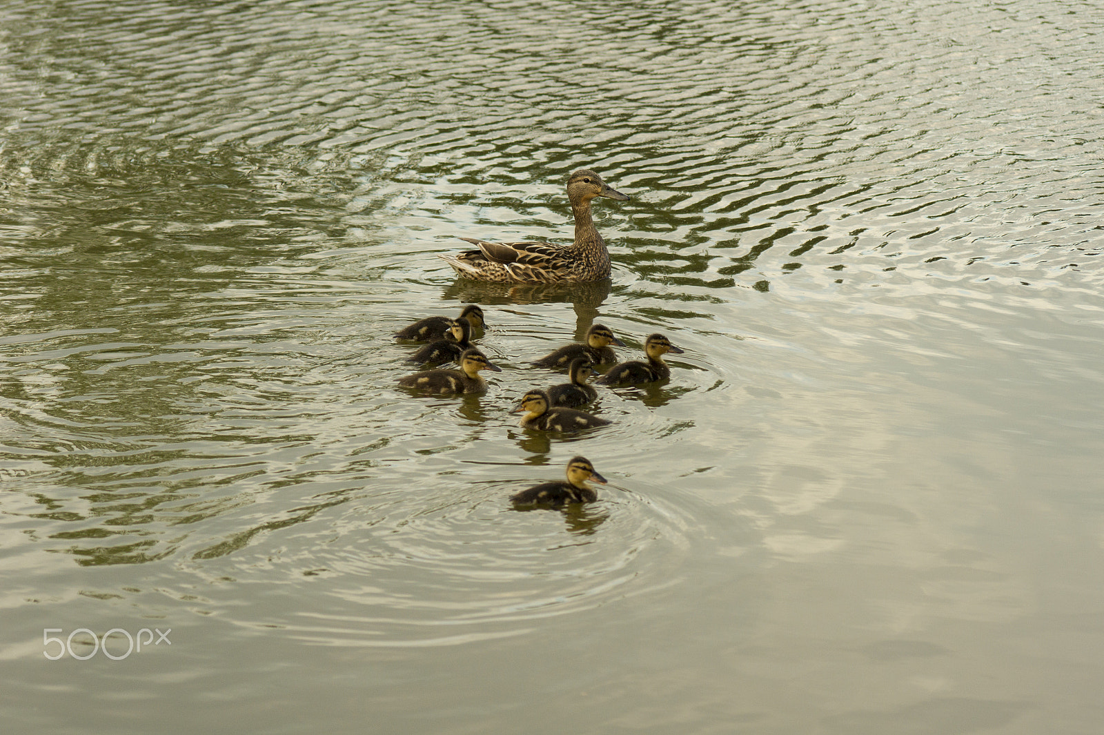 Sony Alpha DSLR-A450 + Sigma 70-300mm F4-5.6 DL Macro sample photo. Duck family photography