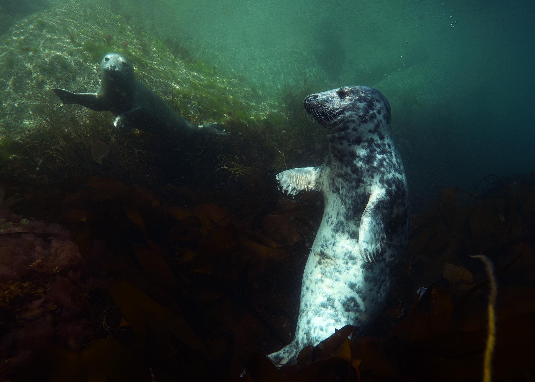 Panasonic Lumix DMC-GX7 + OLYMPUS M.9-18mm F4.0-5.6 sample photo. Grey seals photography