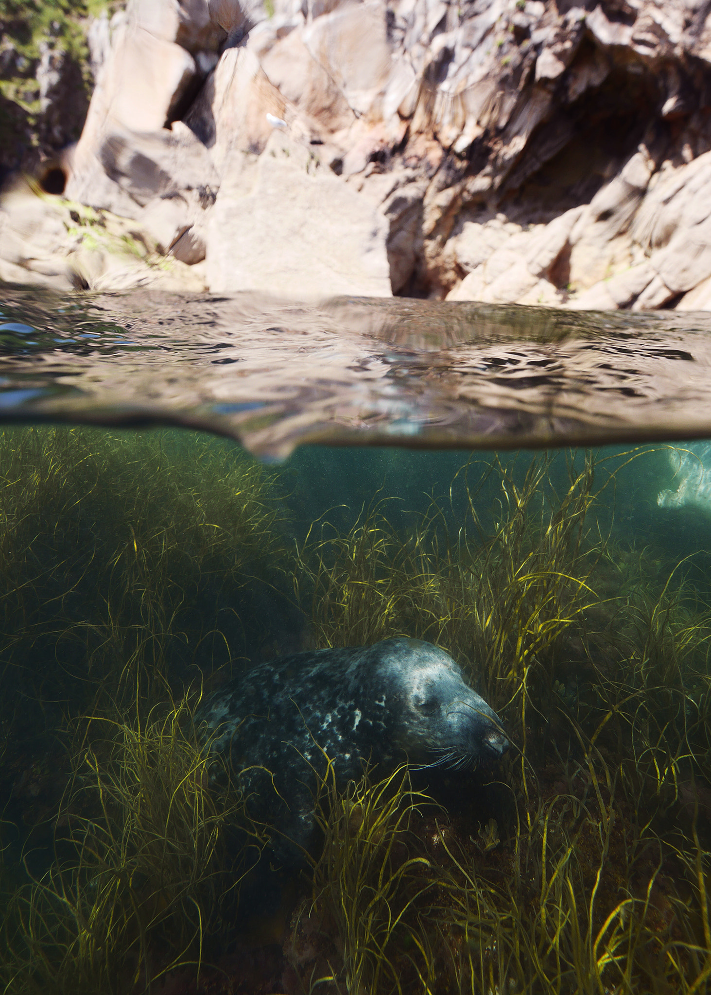 Panasonic Lumix DMC-GX7 + OLYMPUS M.9-18mm F4.0-5.6 sample photo. Grey seal photography