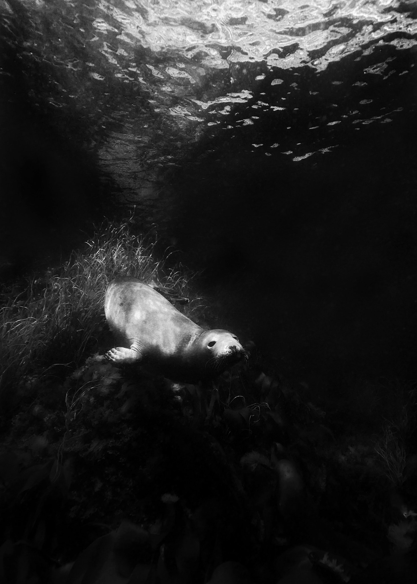 Panasonic Lumix DMC-GX7 + OLYMPUS M.9-18mm F4.0-5.6 sample photo. Grey seal pup photography