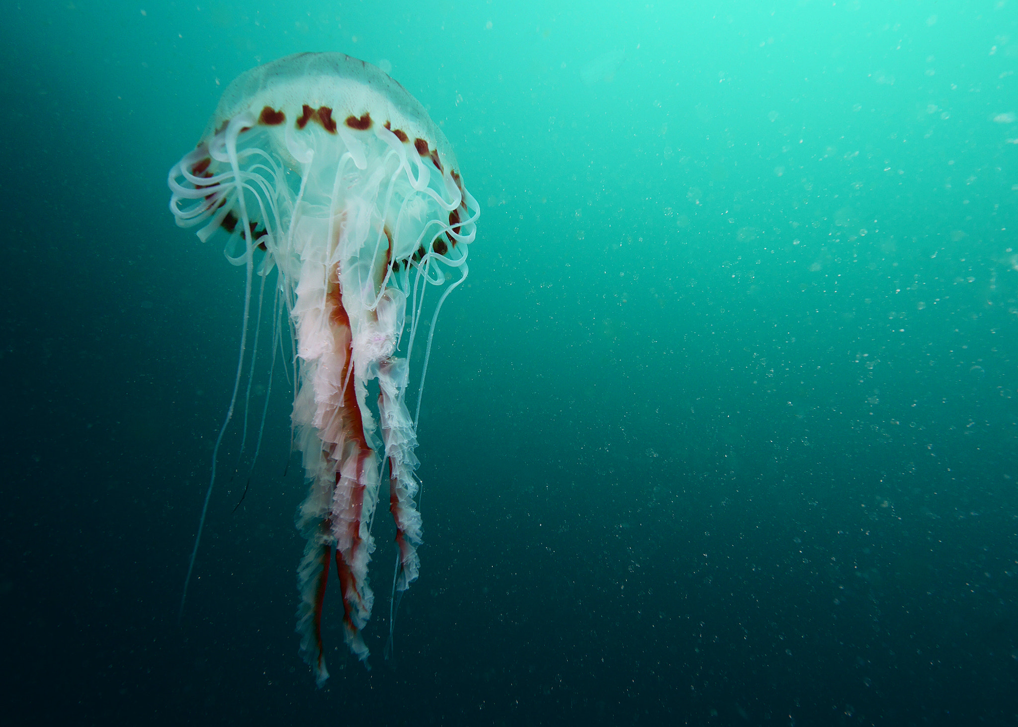 Panasonic Lumix DMC-GX7 + OLYMPUS M.9-18mm F4.0-5.6 sample photo. Compass jellyfish photography