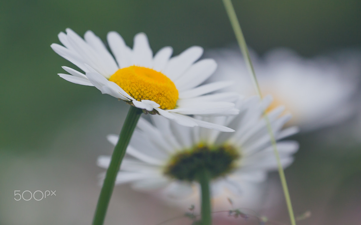Canon EF 70-300mm F4-5.6L IS USM sample photo. Just chamomile photography