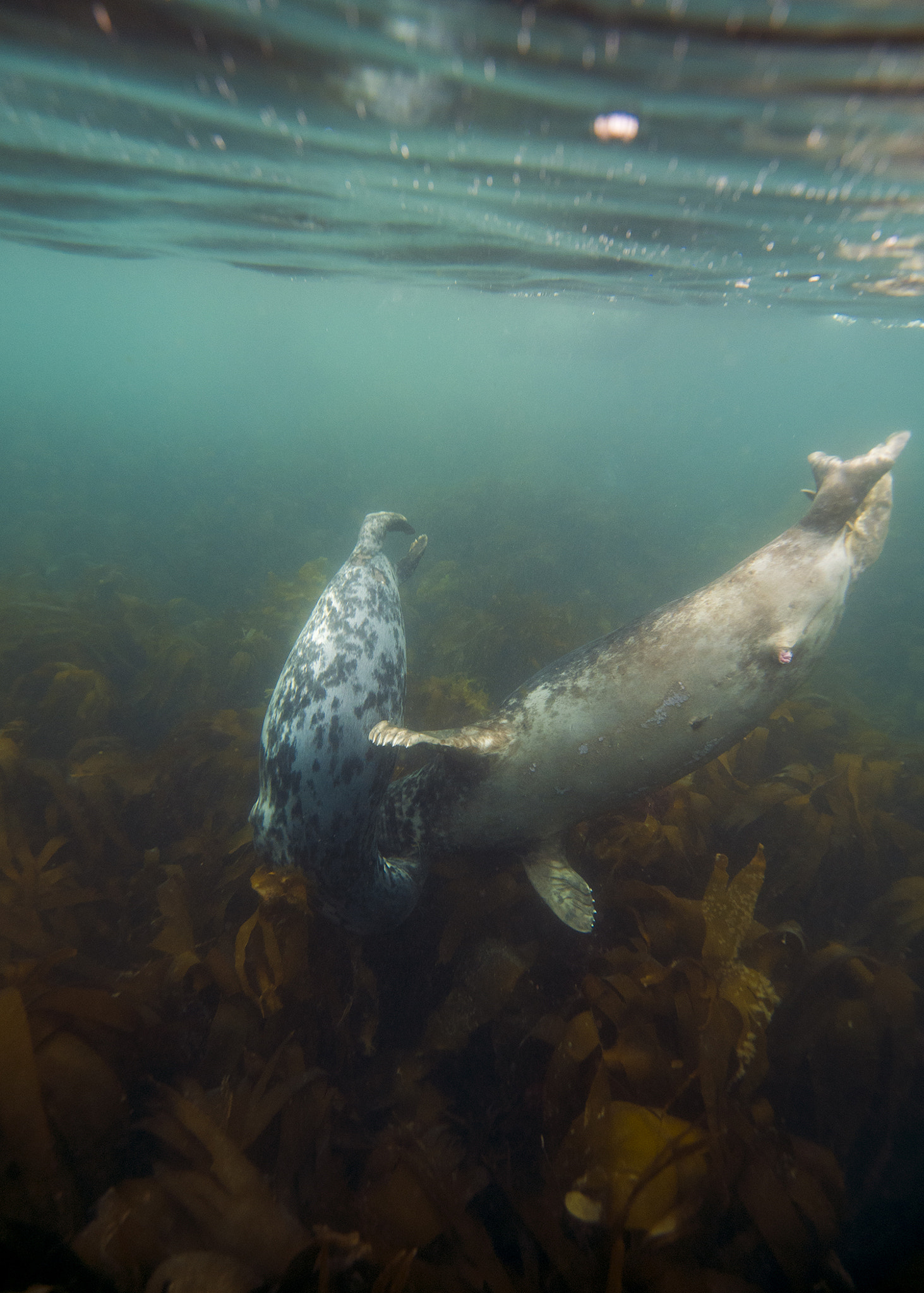 Panasonic Lumix DMC-GX7 + OLYMPUS M.9-18mm F4.0-5.6 sample photo. Grey seals playing photography