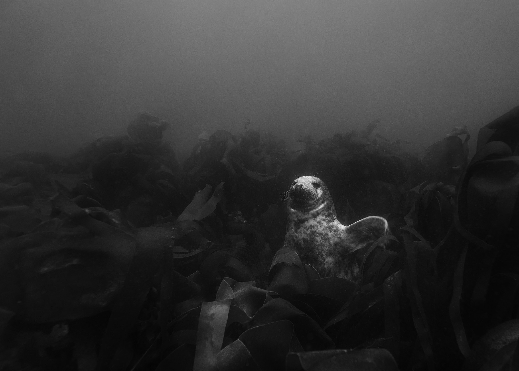 Panasonic Lumix DMC-GX7 + OLYMPUS M.9-18mm F4.0-5.6 sample photo. Grey seal hiding photography