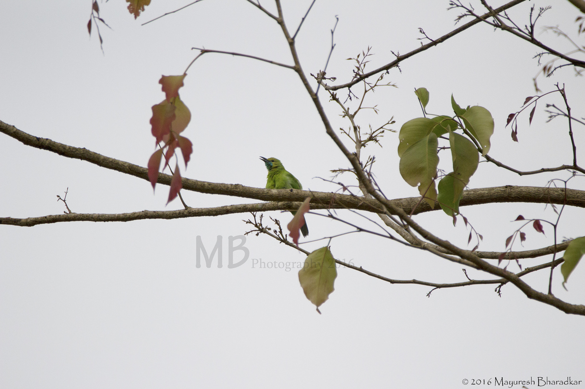 150-600mm F5-6.3 DG OS HSM | Contemporary 015 sample photo. Golden fronted leaf bird photography