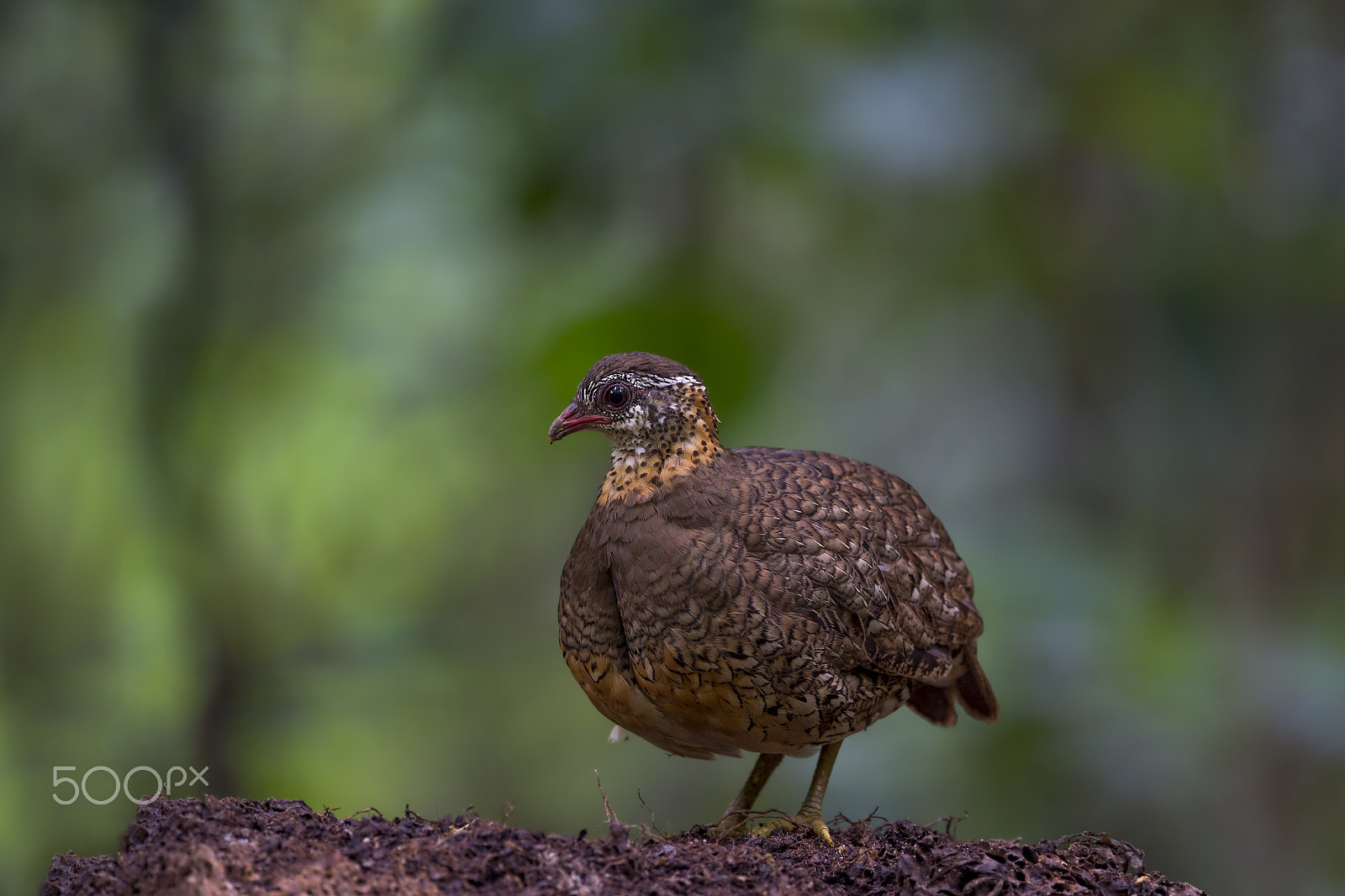 Nikon AF-S Nikkor 600mm F4E FL ED VR sample photo. Scaly-breasted partridge photography