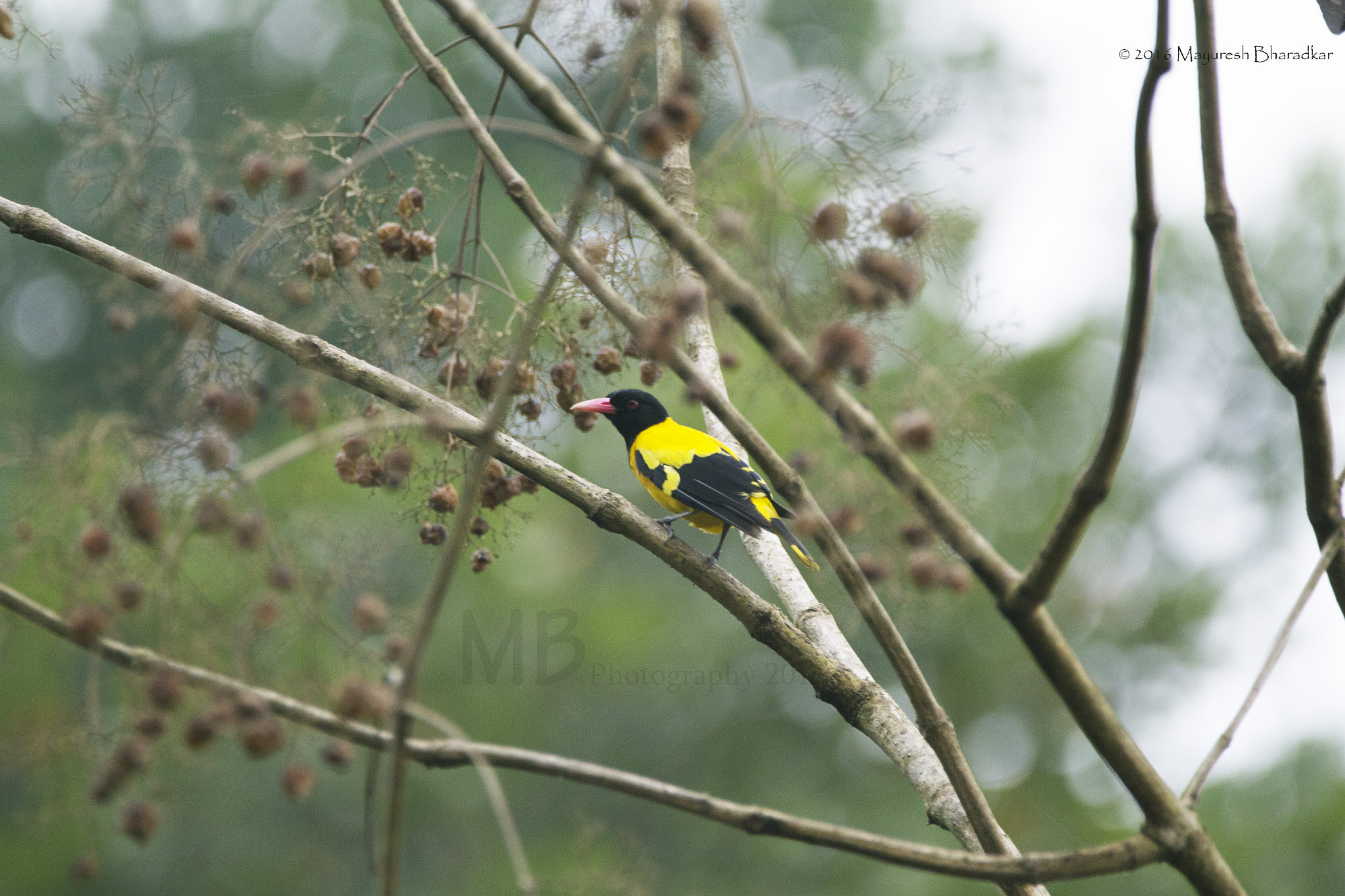 150-600mm F5-6.3 DG OS HSM | Contemporary 015 sample photo. Black-hooded oriole photography