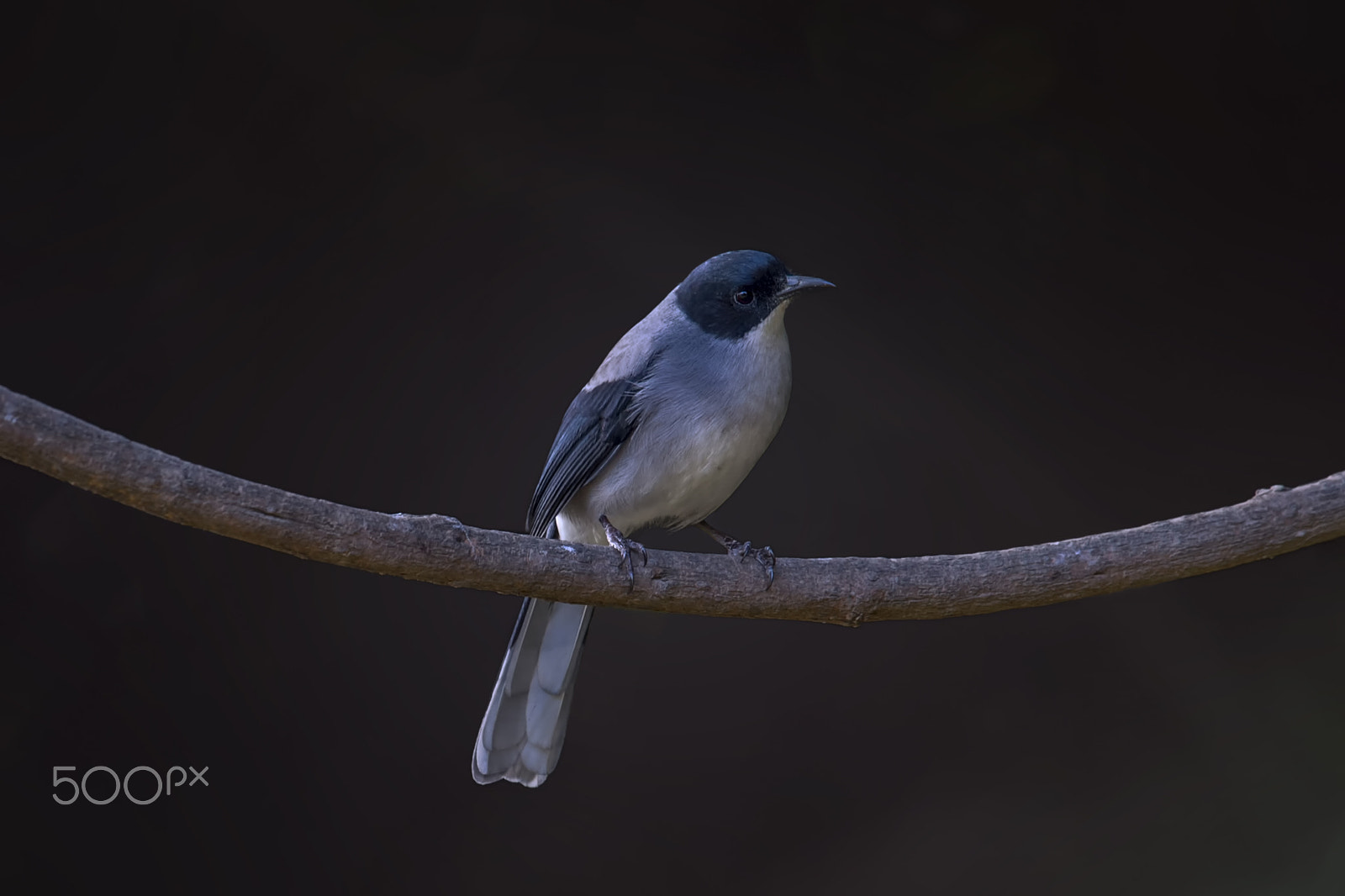 Nikon AF-S Nikkor 400mm F2.8G ED VR II sample photo. Black headed sibia photography