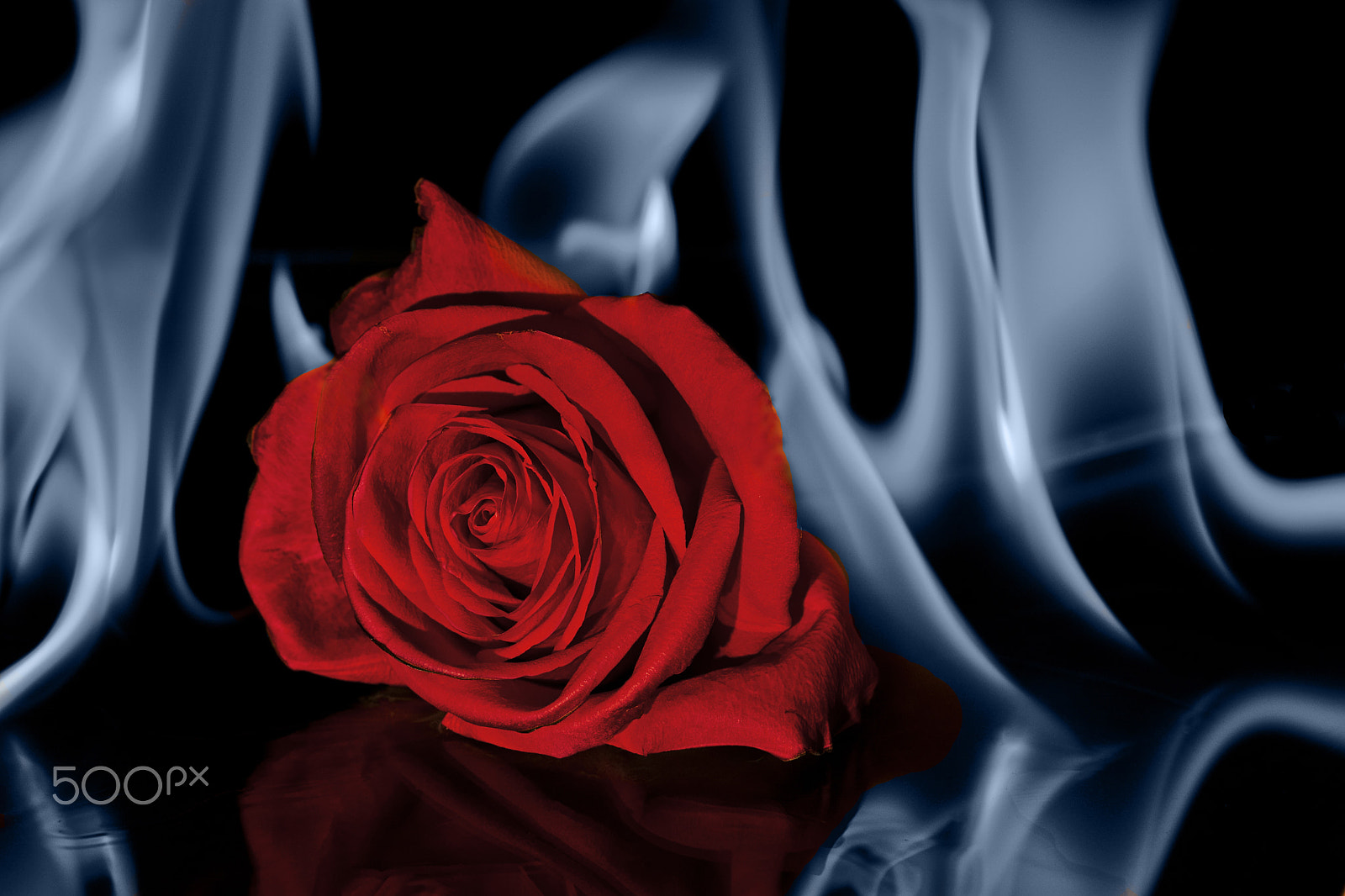 Canon EOS 450D (EOS Rebel XSi / EOS Kiss X2) sample photo. Fiery rose blue flames (edited for book cover) photography