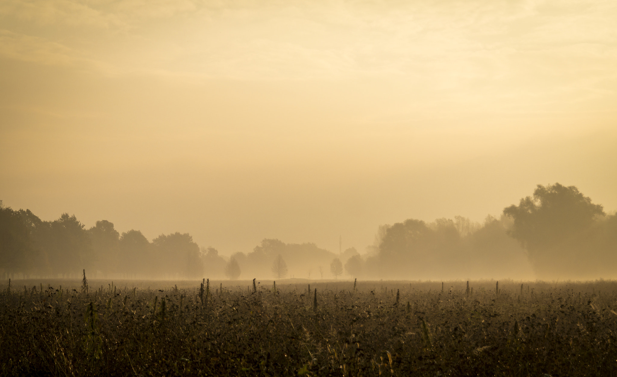 Samsung NX200 + Samsung NX 18-55mm F3.5-5.6 OIS sample photo. Foggy autumn morning photography