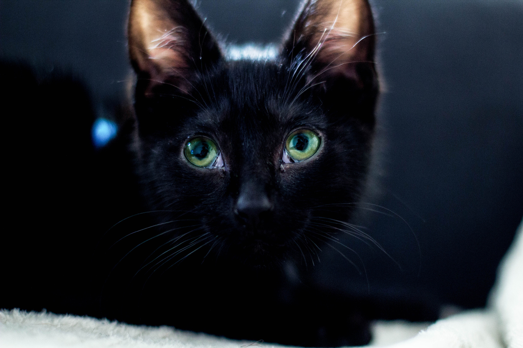 Canon EOS 60D + Canon EF 50mm F1.4 USM sample photo. Oréo the little black cat photography