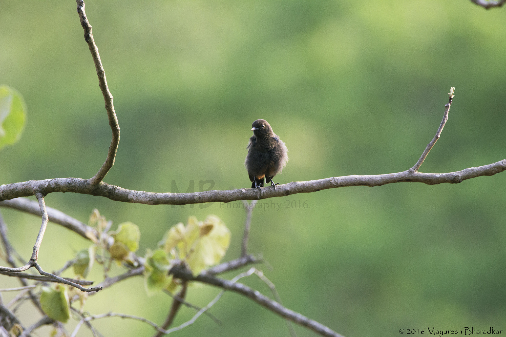 150-600mm F5-6.3 DG OS HSM | Contemporary 015 sample photo. Indian robin juvenile photography
