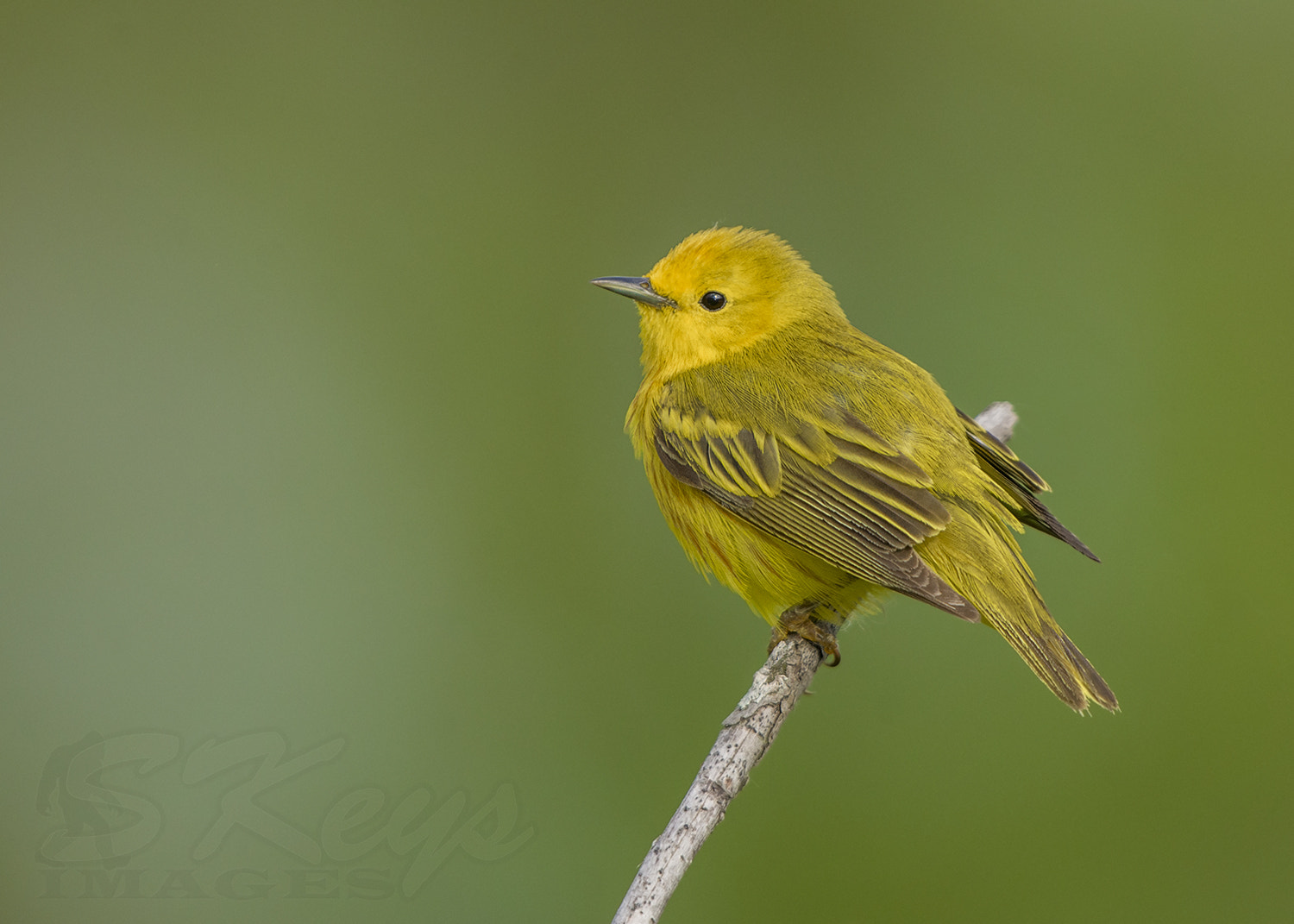 Nikon D7200 + Sigma 500mm F4.5 EX DG HSM sample photo. Yellow and green (yellow warbler) photography