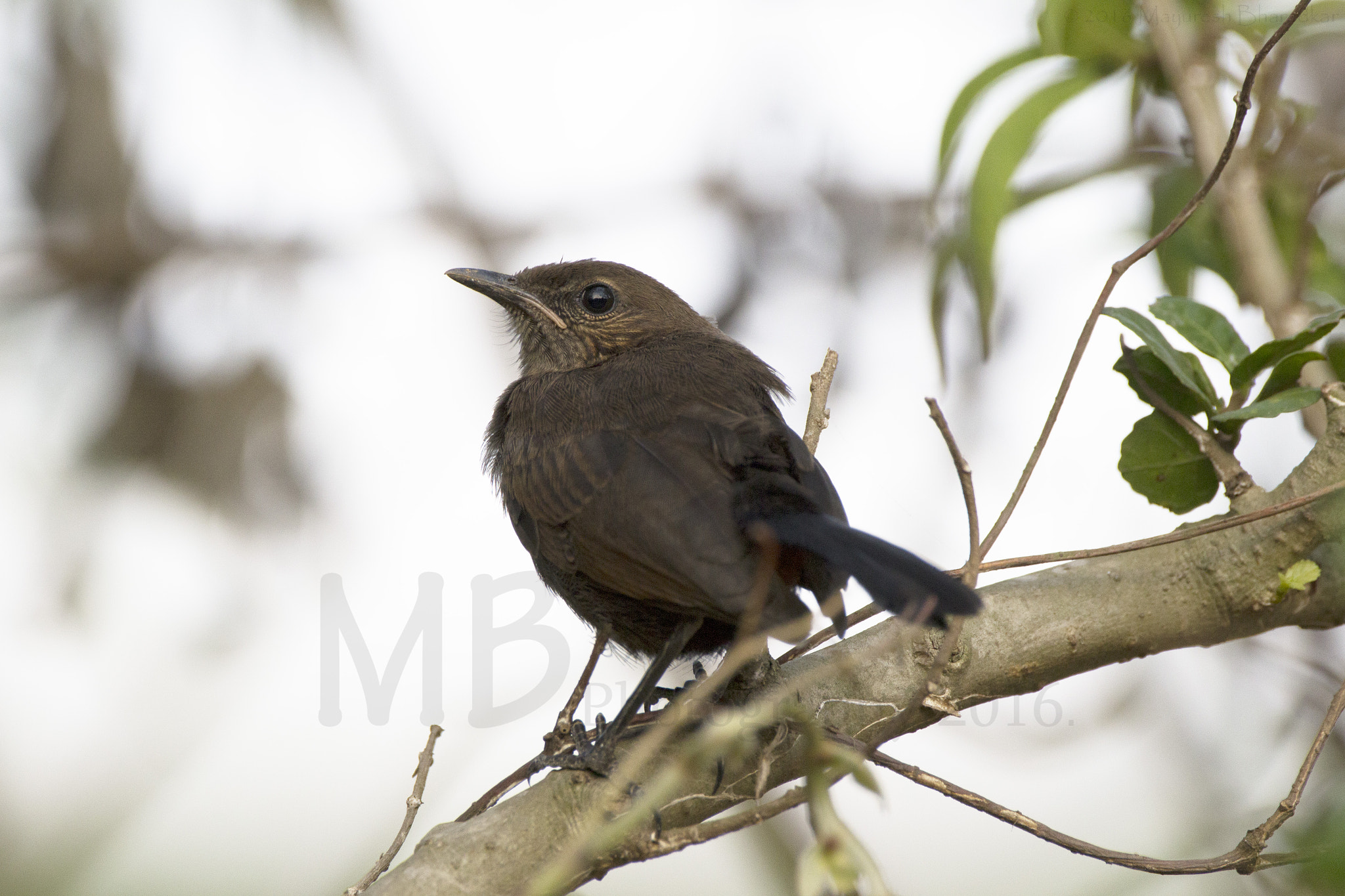 150-600mm F5-6.3 DG OS HSM | Contemporary 015 sample photo. Brown shrike photography