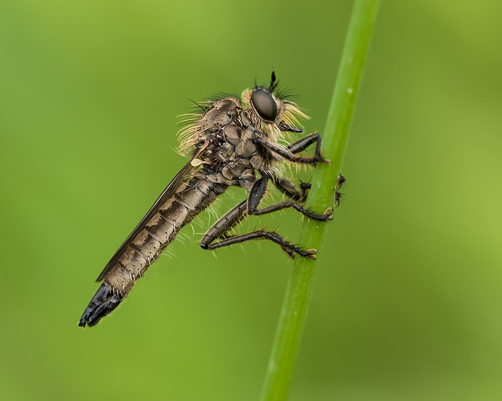 Canon EOS 40D + Canon EF 100mm F2.8L Macro IS USM sample photo. Asilidae photography