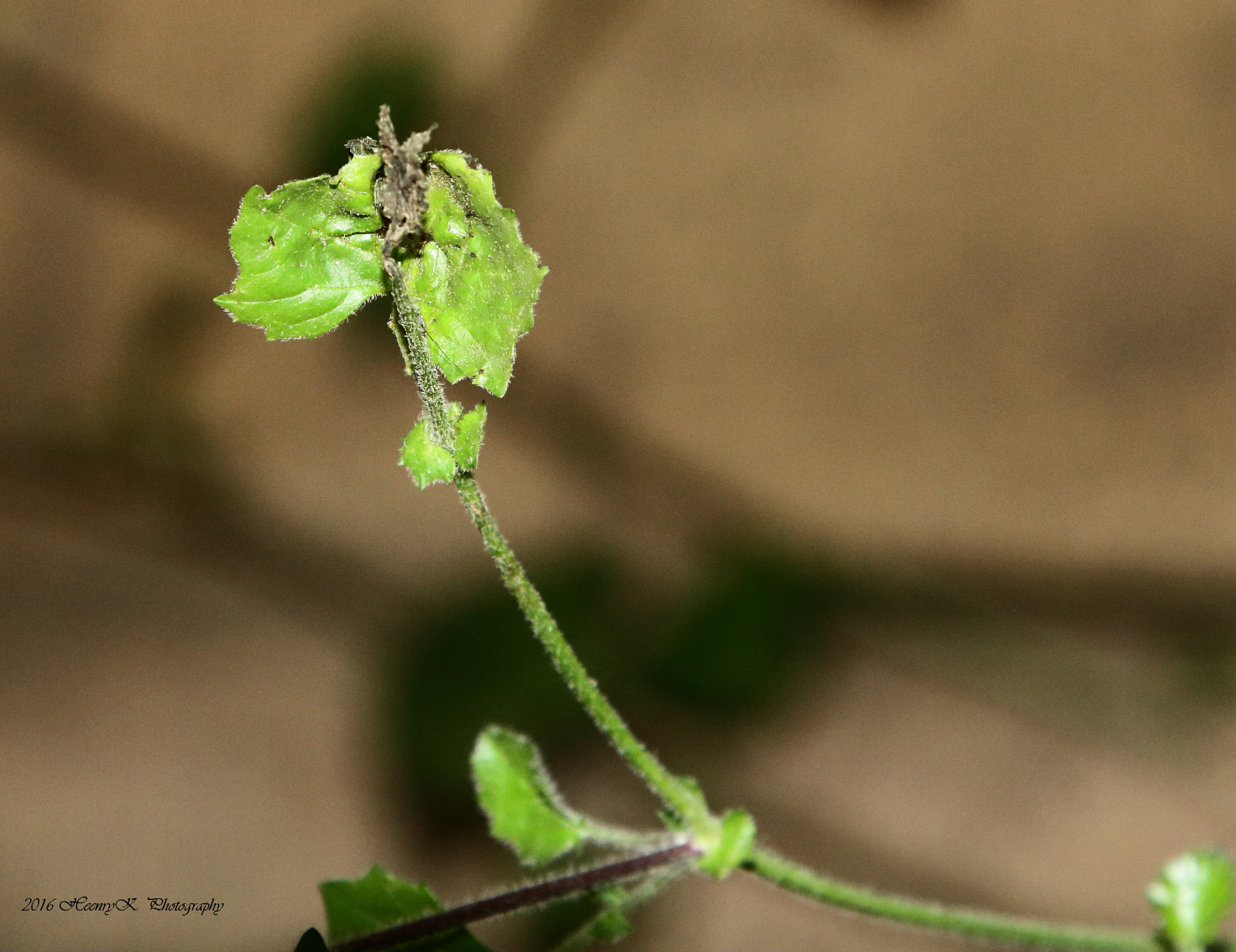 Canon EF 24-105mm F4L IS USM sample photo. Image photography