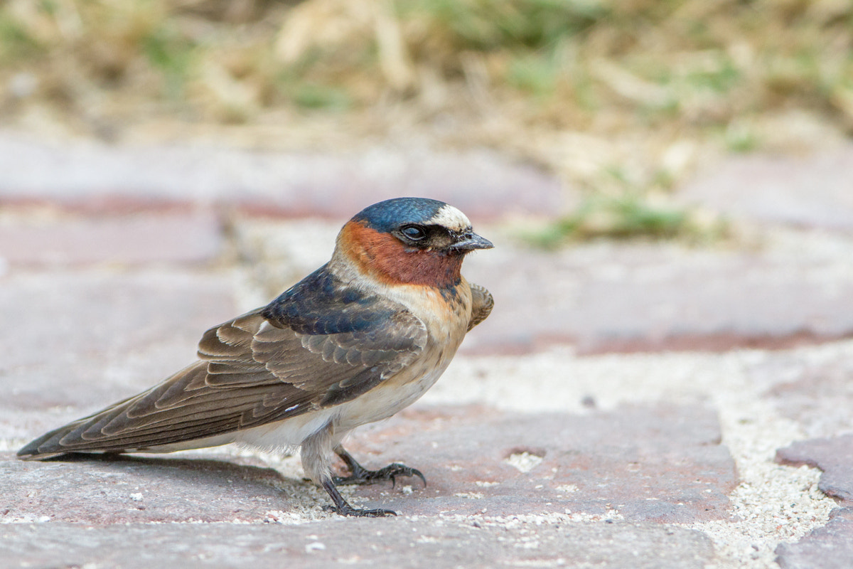 Canon EF 200-400mm F4L IS USM Extender 1.4x sample photo. Cliff swallow photography