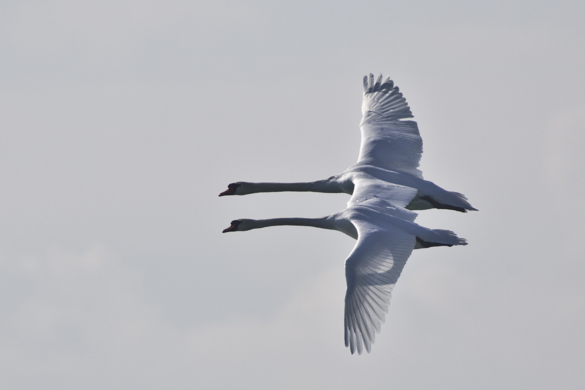 Canon EF 100-400mm F4.5-5.6L IS USM sample photo. In sync photography