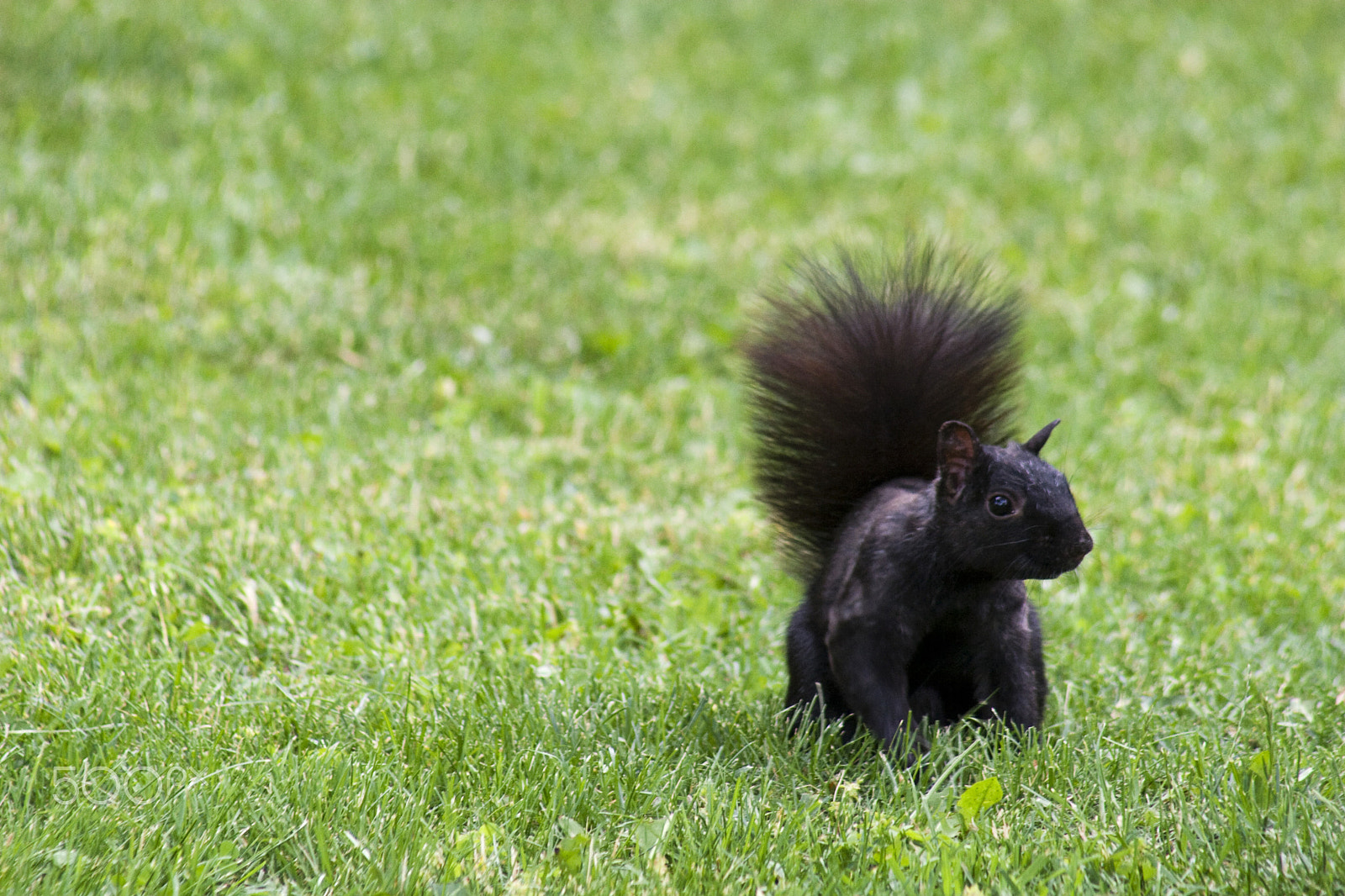 Canon EOS 30D + Canon EF 75-300mm f/4-5.6 USM sample photo. Squirrel time photography