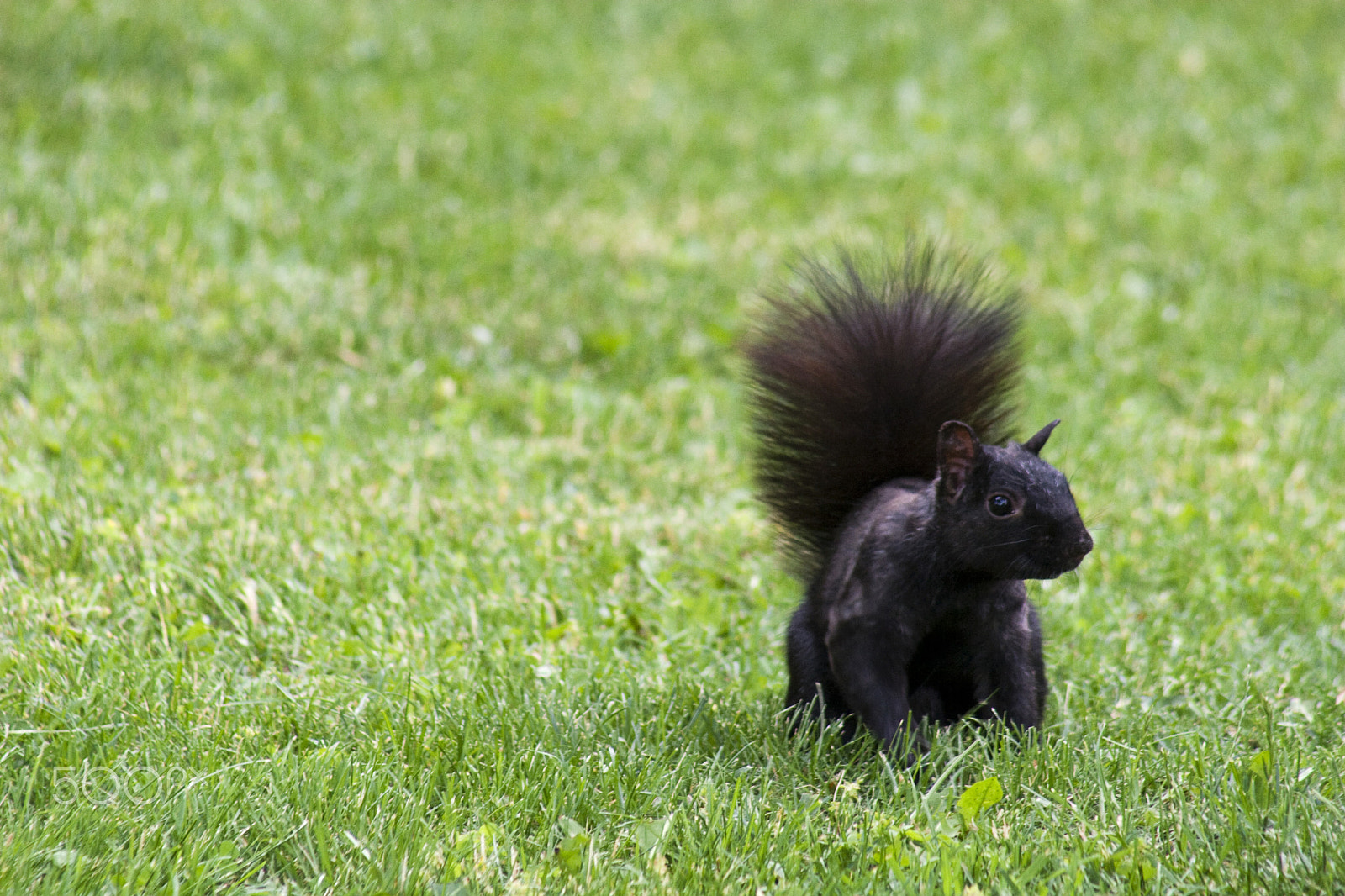 Canon EF 75-300mm f/4-5.6 USM sample photo. Squirrel time photography