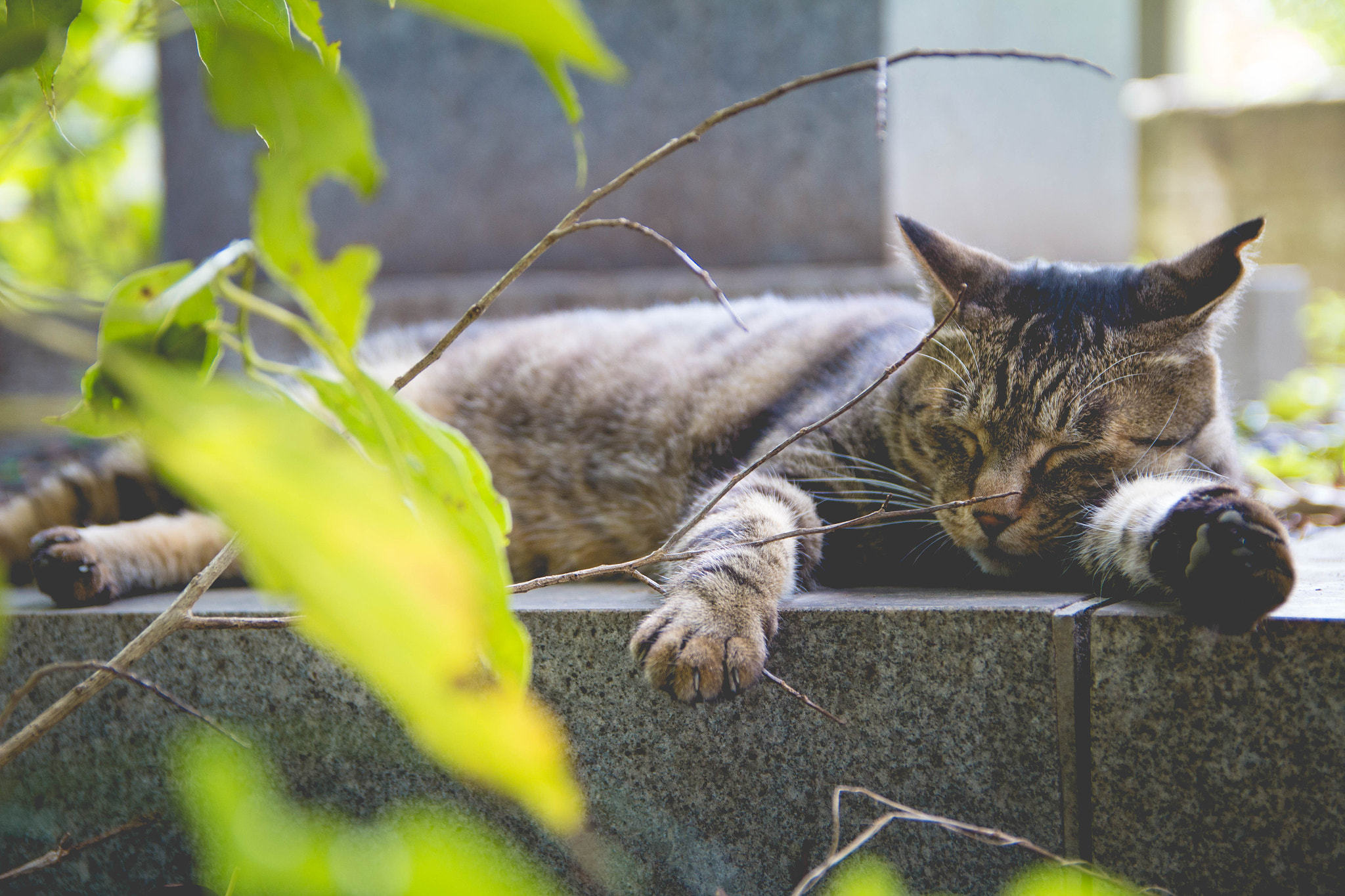 Canon EOS 100D (EOS Rebel SL1 / EOS Kiss X7) sample photo. A cat sleeps photography