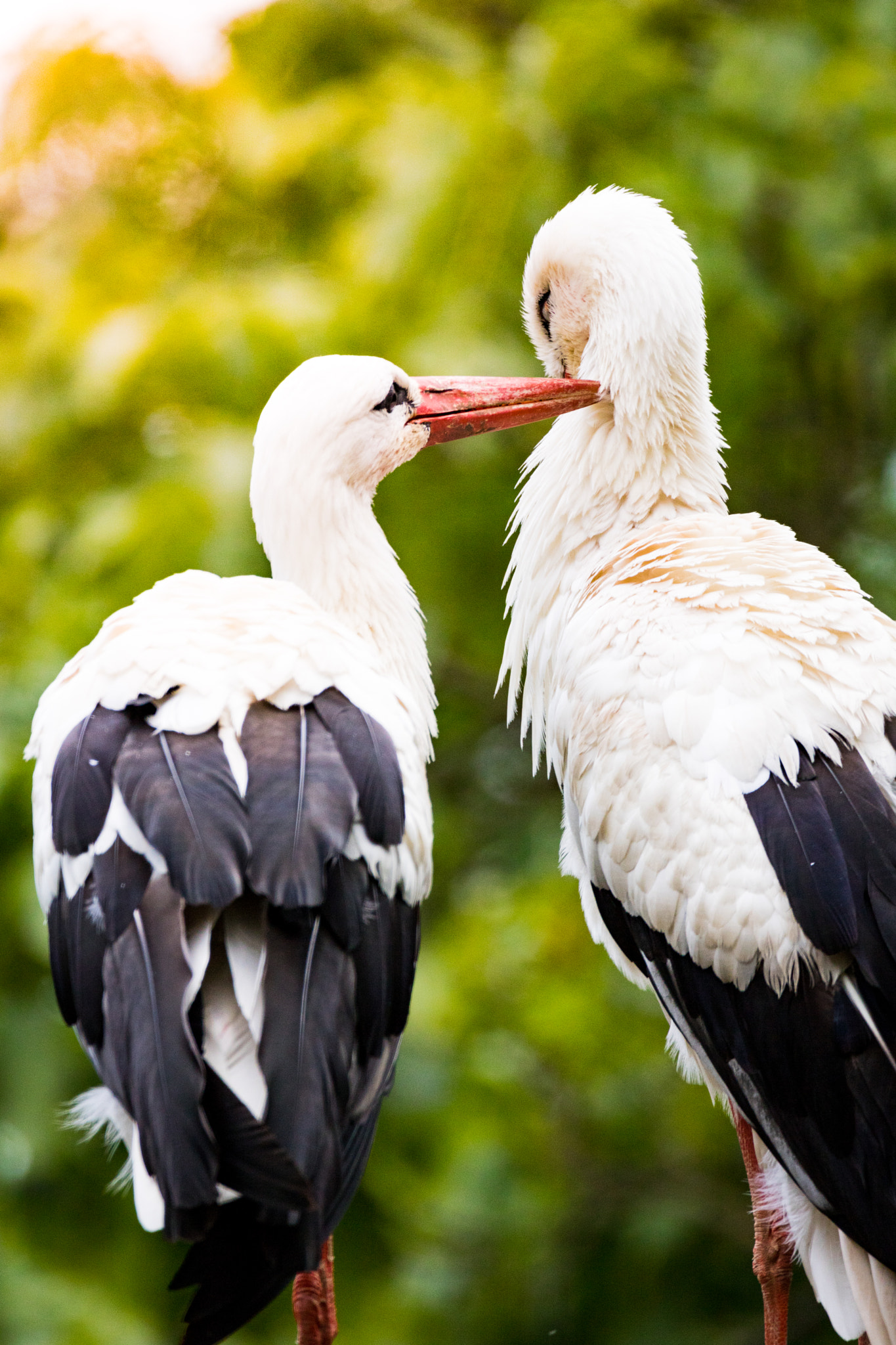 150-600mm F5-6.3 DG OS HSM | Contemporary 015 sample photo. Two storks photography