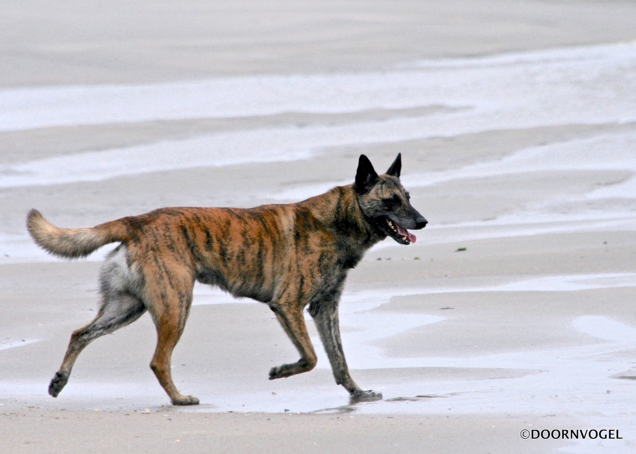 Canon EF 70-300mm F4-5.6 IS USM sample photo. Walk on the beach photography
