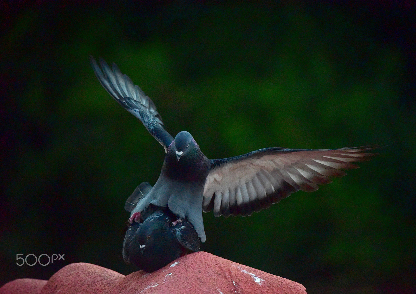 Sigma 150-500mm F5-6.3 DG OS HSM sample photo. Dsc_4377.jpg photography