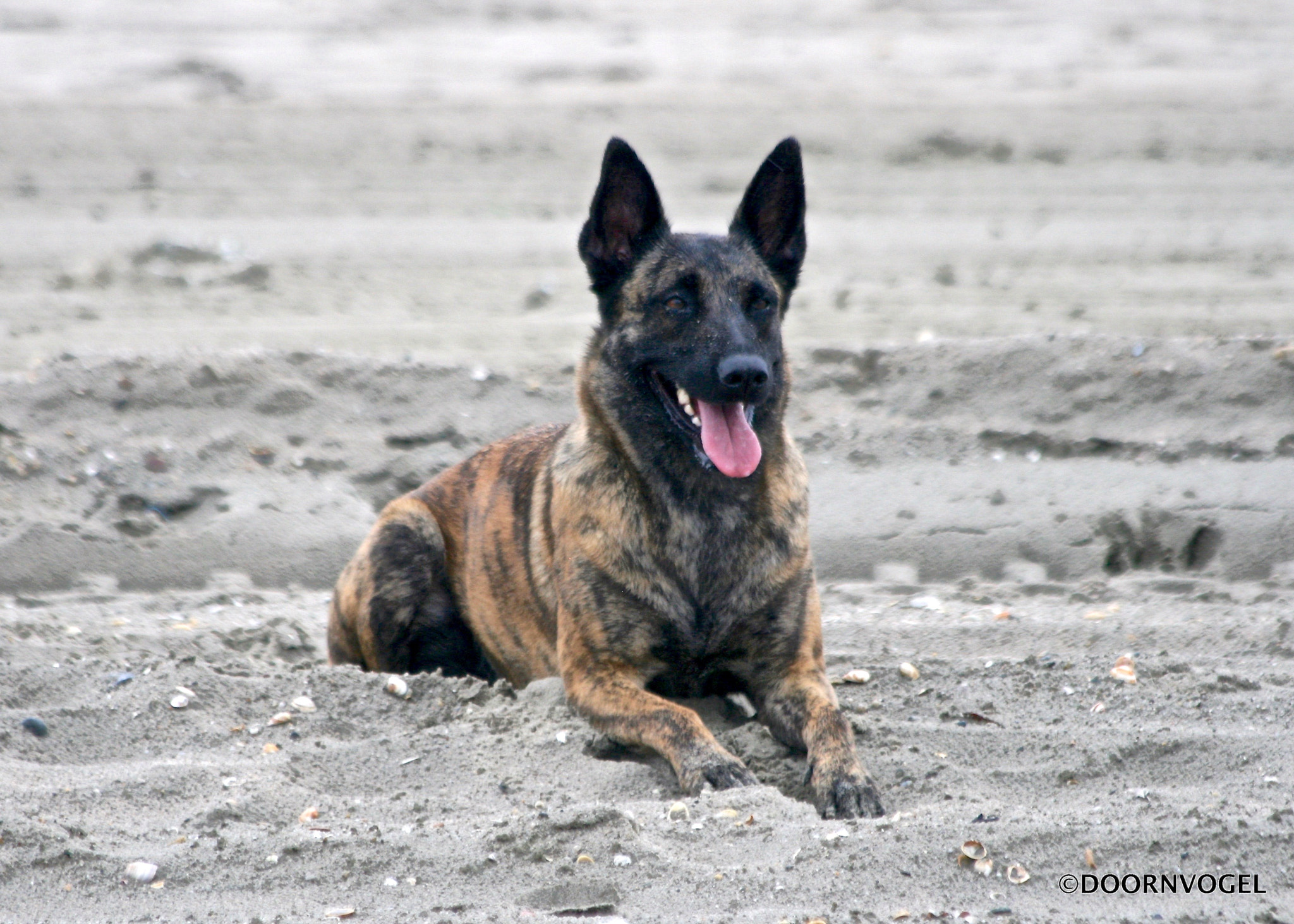 Canon EF 70-300mm F4-5.6 IS USM sample photo. Cheyenne ivy at the beach photography