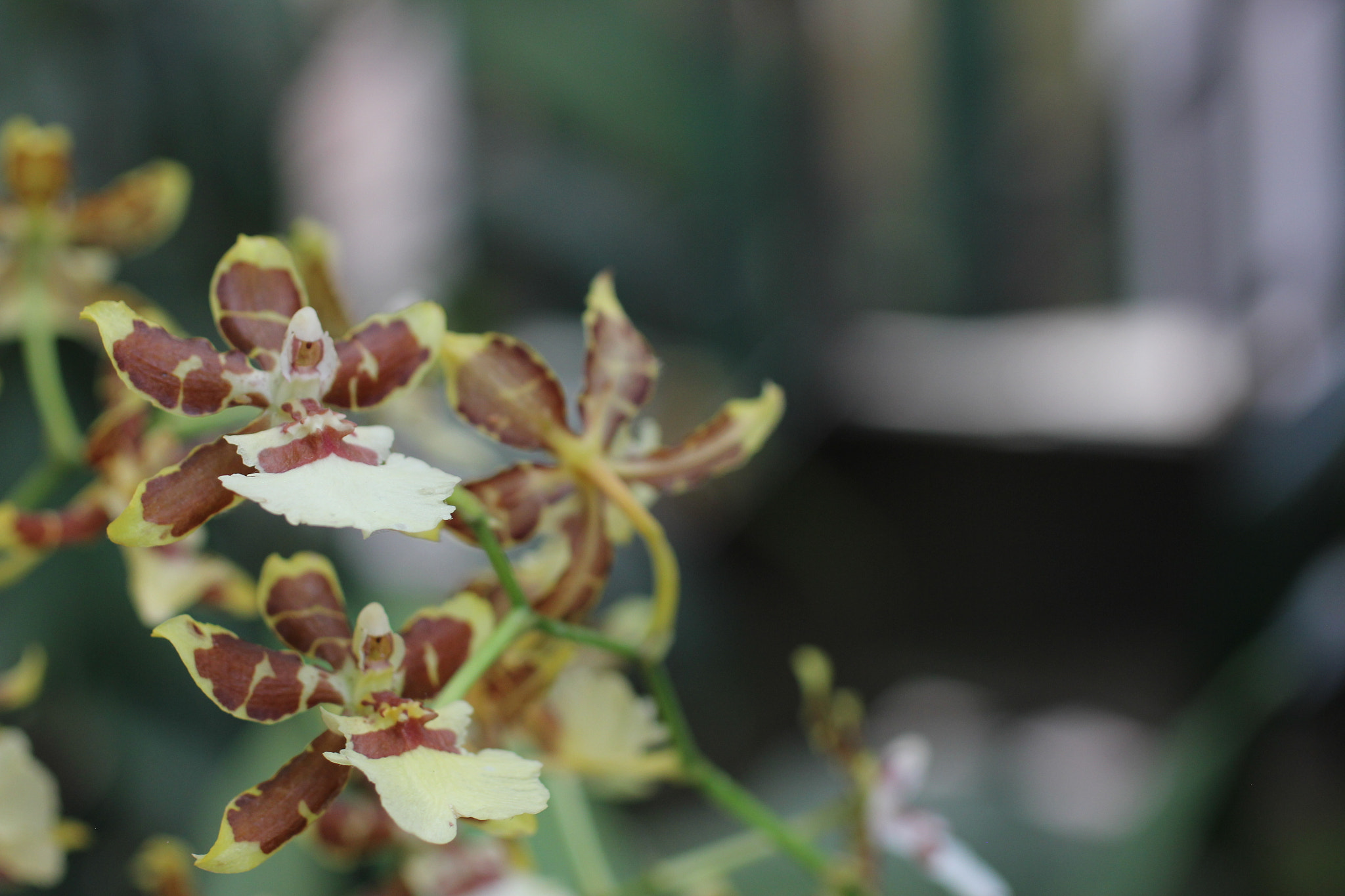 Canon EOS 550D (EOS Rebel T2i / EOS Kiss X4) + Canon EF 50mm F2.5 Macro sample photo. Flower photography