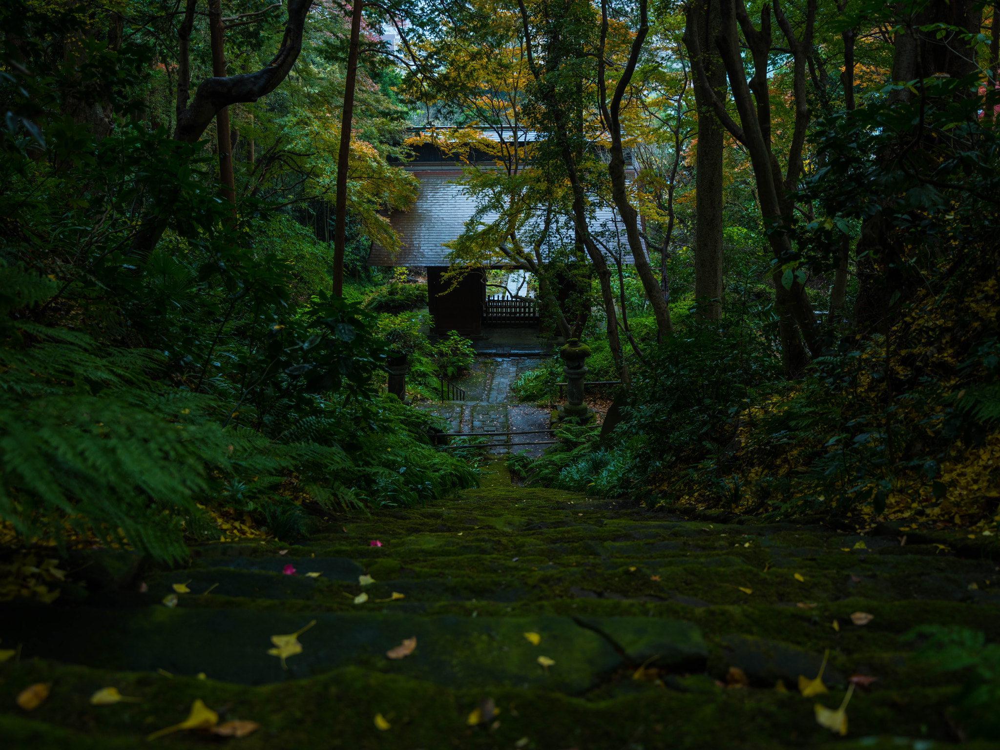 Pentax 645Z + HD Pentax-DA645 28-45mm F4.5ED AW SR sample photo. Myohoji after rain photography