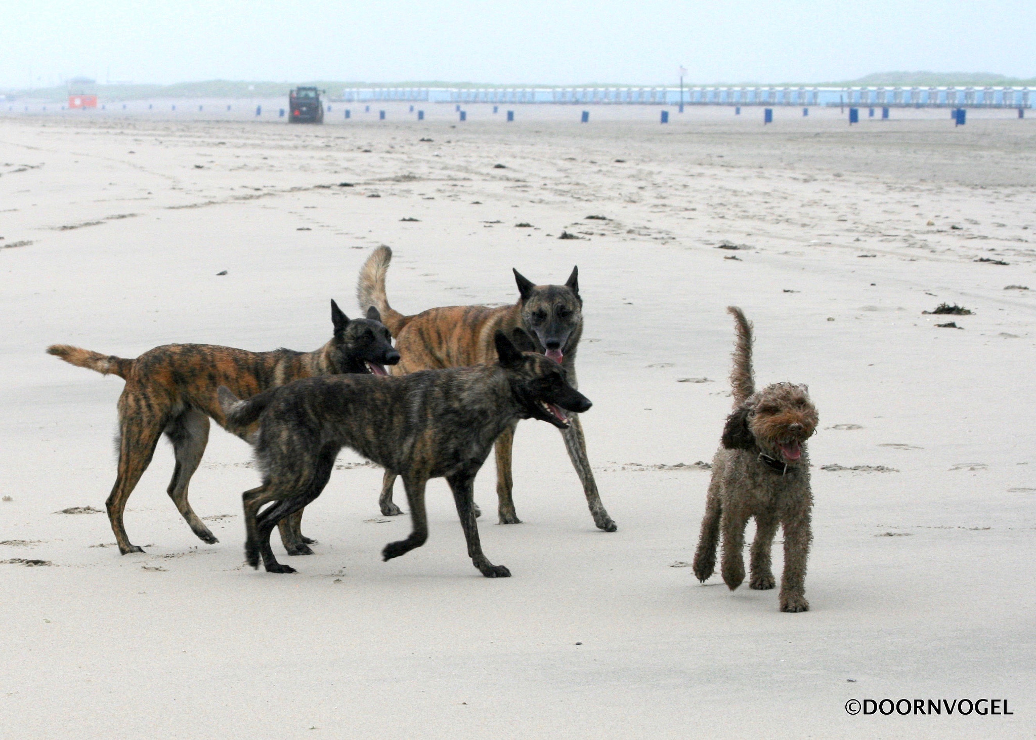Canon EF 70-300mm F4-5.6 IS USM sample photo. Three dutchies and an aussie photography