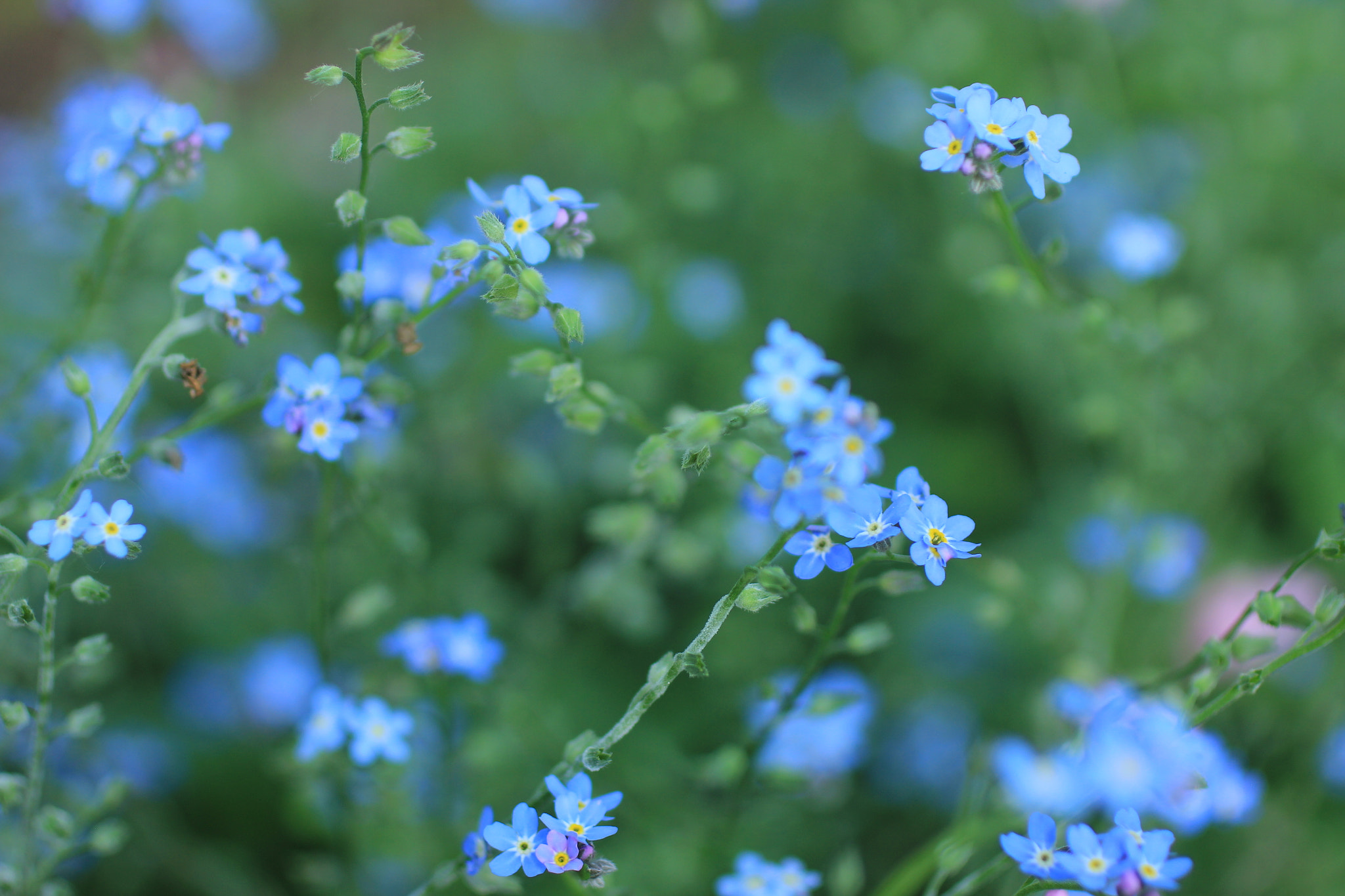 Canon EOS 550D (EOS Rebel T2i / EOS Kiss X4) + Canon EF 50mm F2.5 Macro sample photo. Blue photography