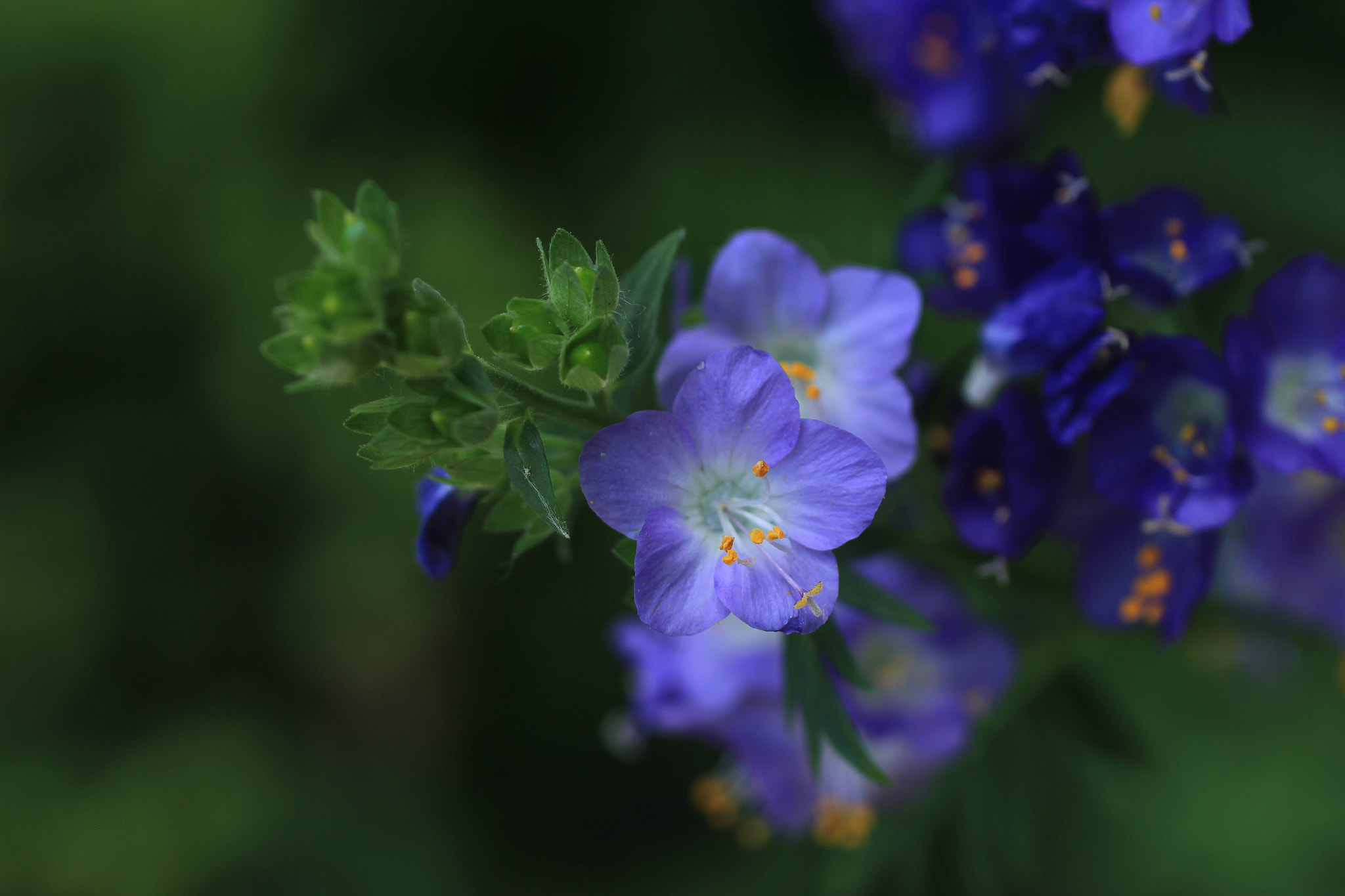 Canon EOS 550D (EOS Rebel T2i / EOS Kiss X4) + Canon EF 50mm F2.5 Macro sample photo. Flower photography