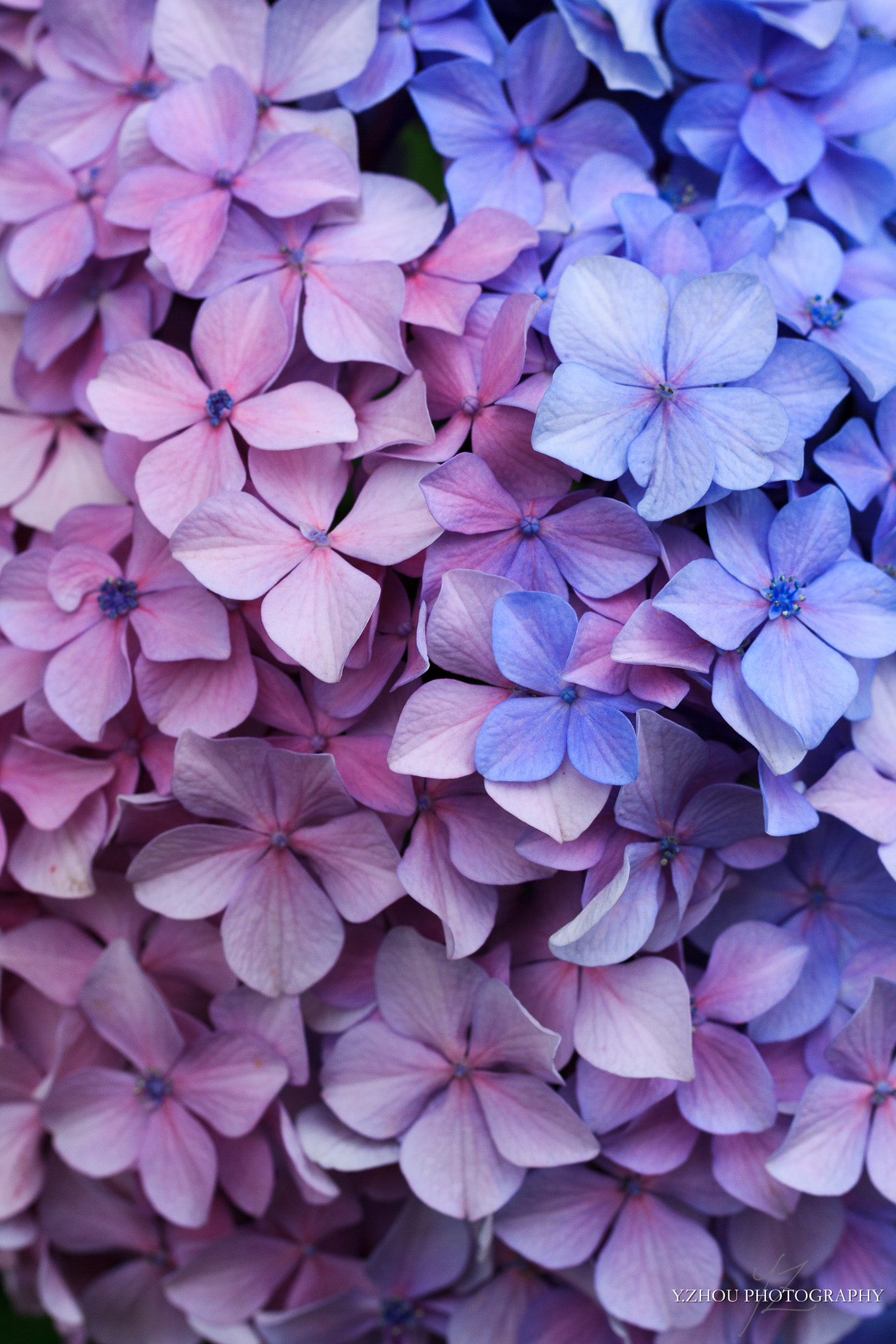 Canon EOS 60D + Sigma 50mm f/2.8 EX sample photo. Hydrangea photography